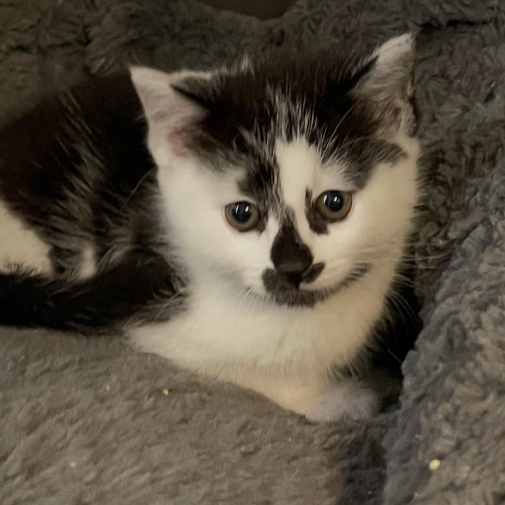Enlarge August, a Adoptable Domestic Medium Hair in Wappingers Falls, NY image 2/2