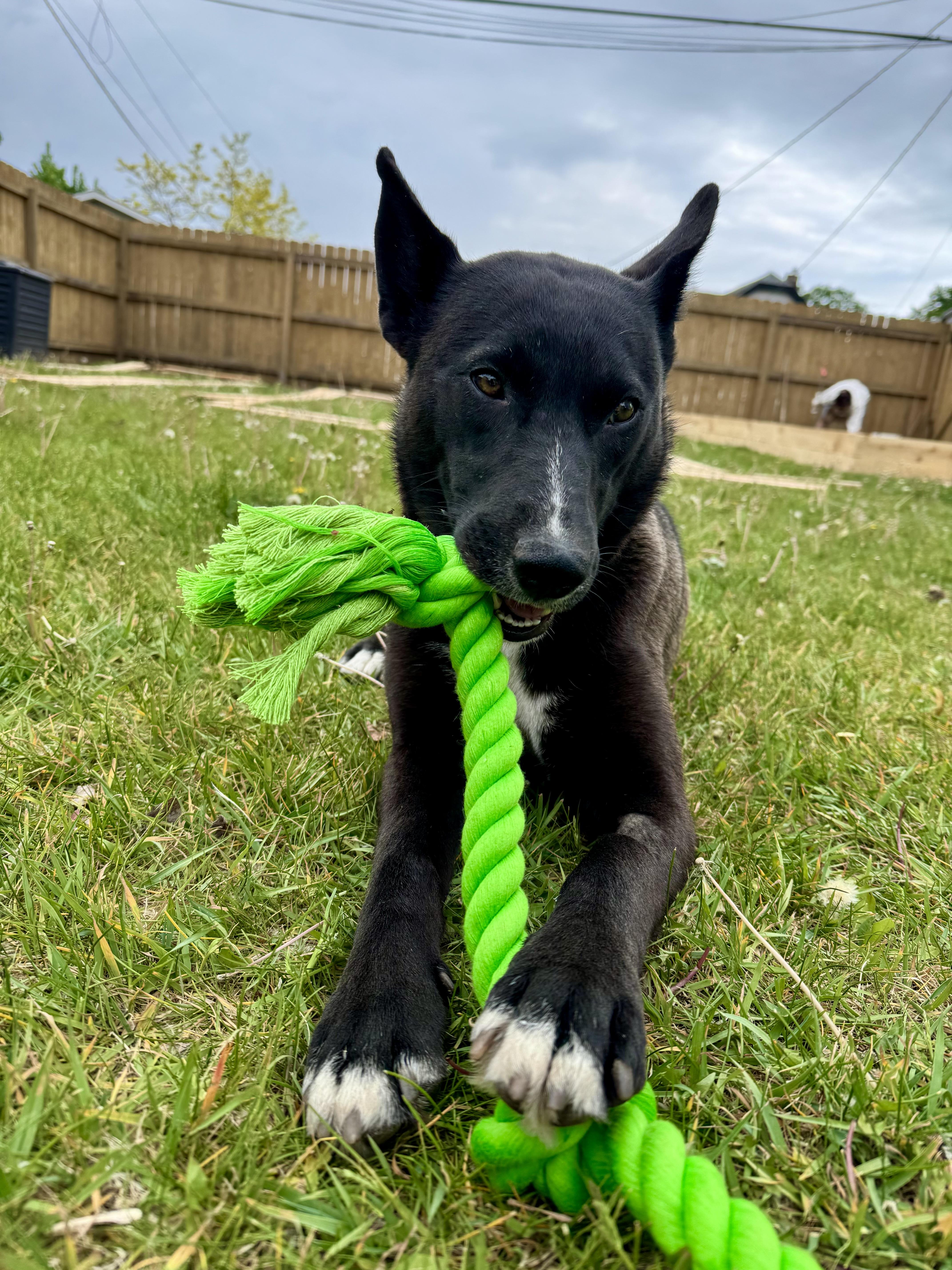 Ellie, a ADOPTABLE mixed breed in Minneapolis, MN image 6/6