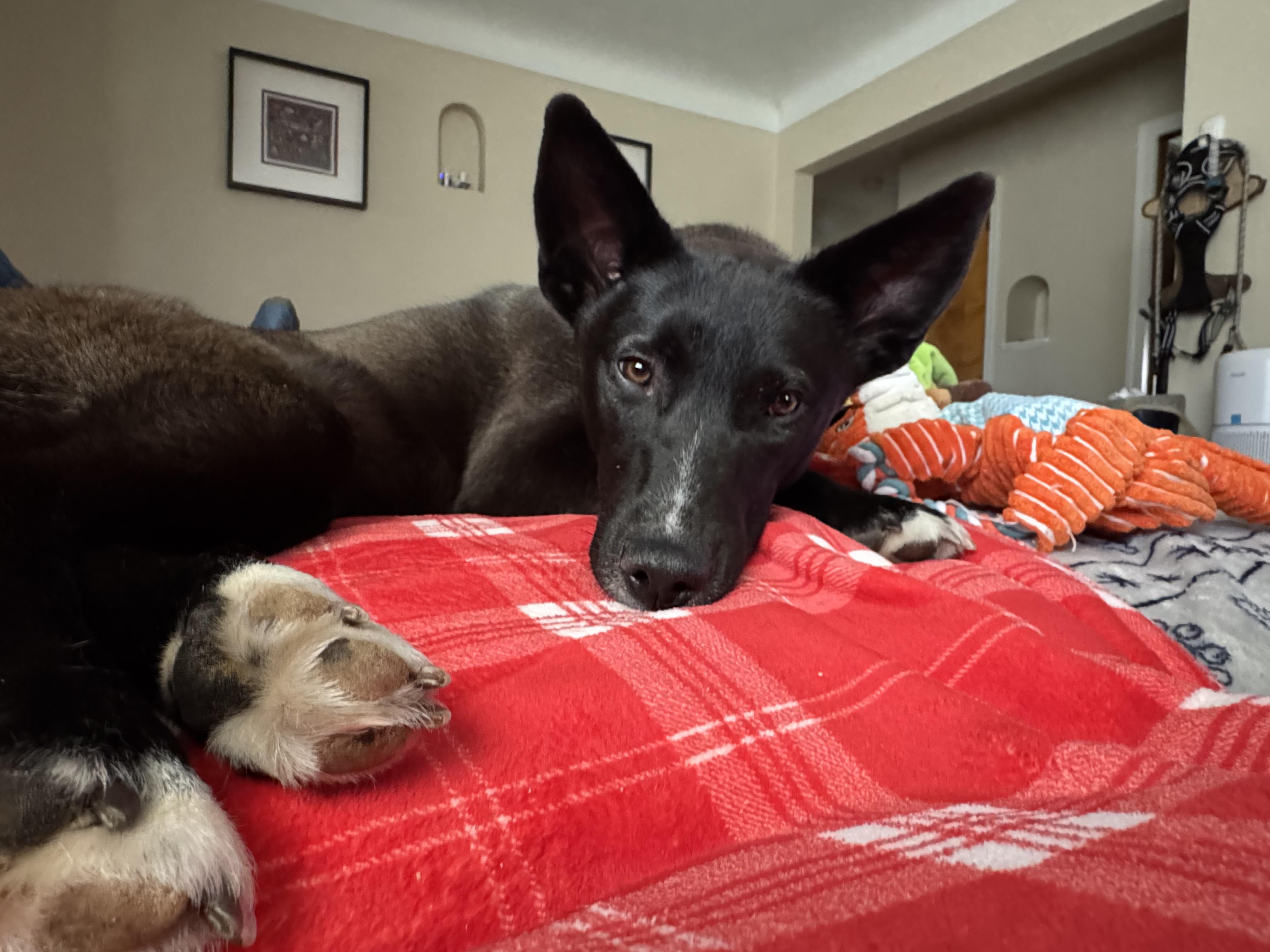 Ellie, a ADOPTABLE mixed breed in Minneapolis, MN image 3/6