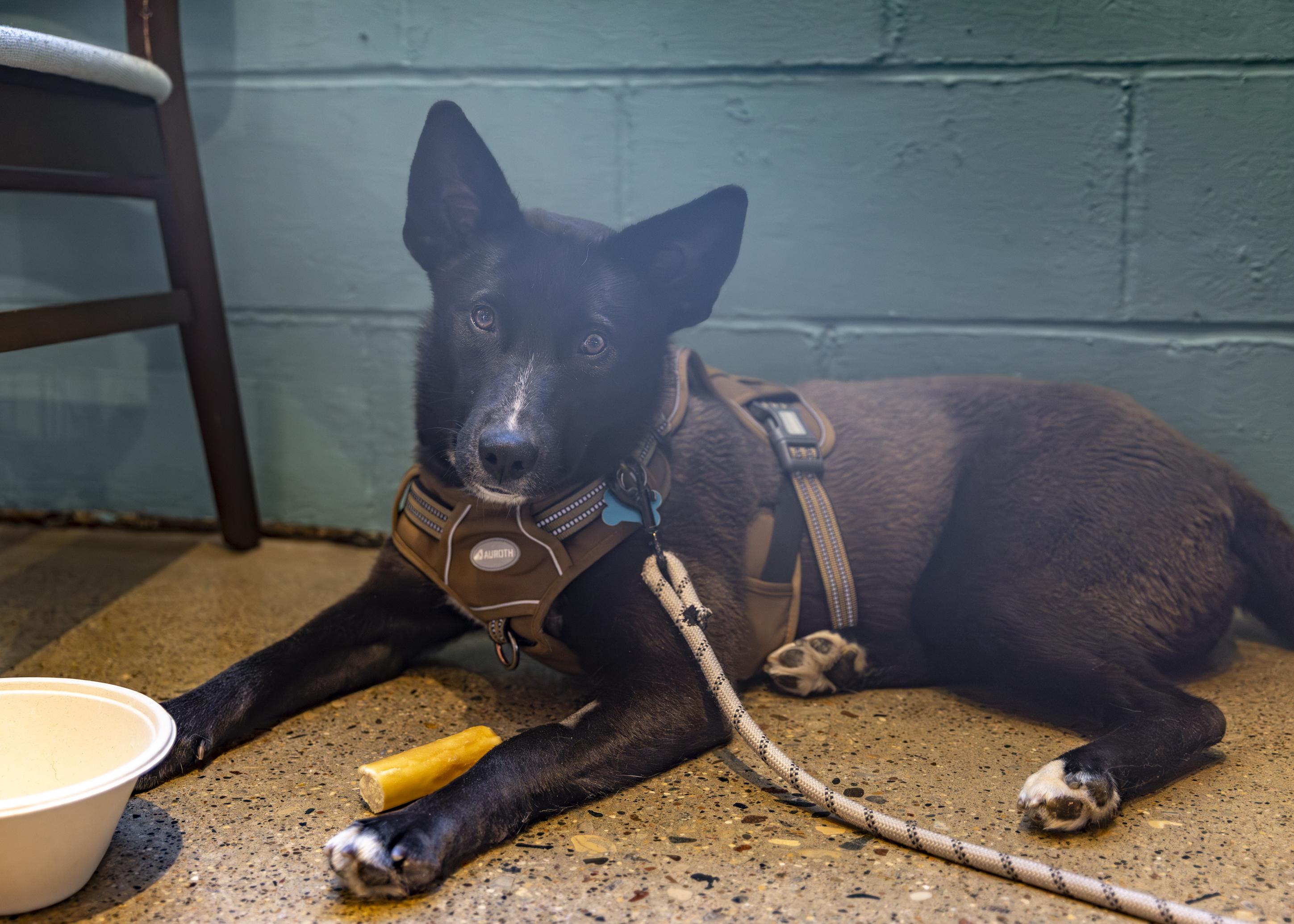 Ellie, a ADOPTABLE mixed breed in Minneapolis, MN image 2/6
