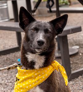 Enlarge Ellie, an adopted mixed breed in Minneapolis, MN image 1/6