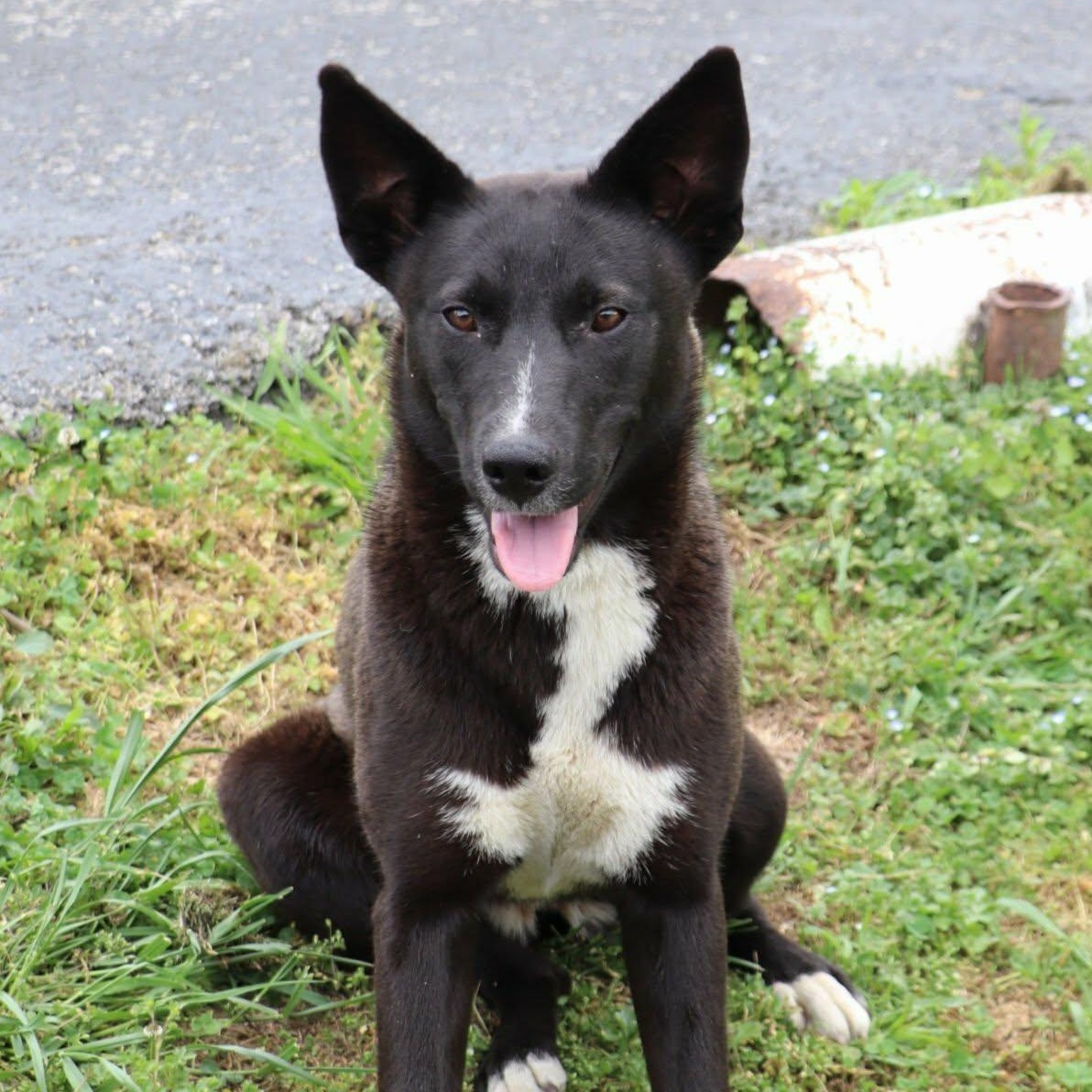 Ellie, ADOPTABLE, Young Female Shepherd & Mixed Breed.
