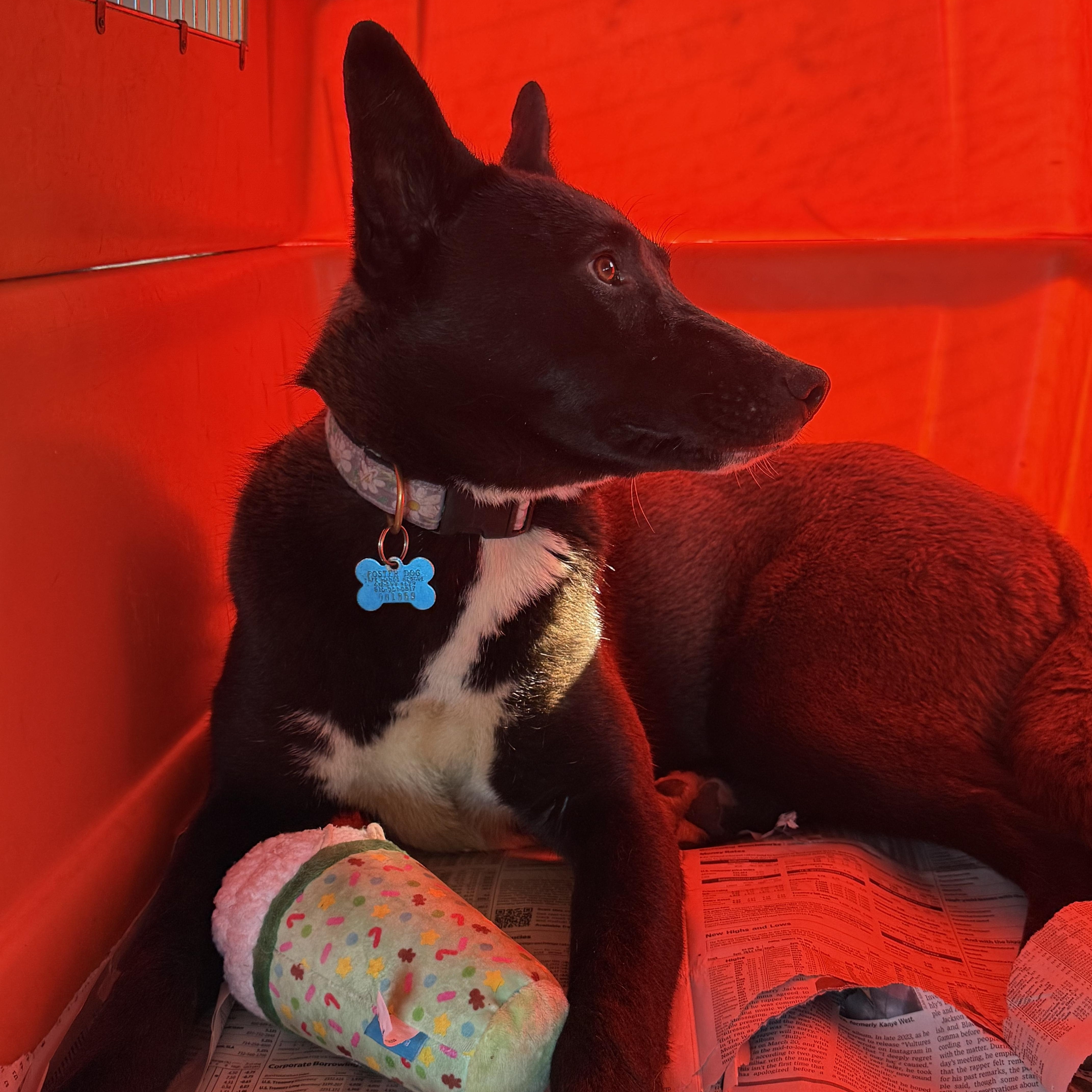 Enlarge Ellie, a ADOPTABLE mixed breed in Minneapolis, MN image 3/6