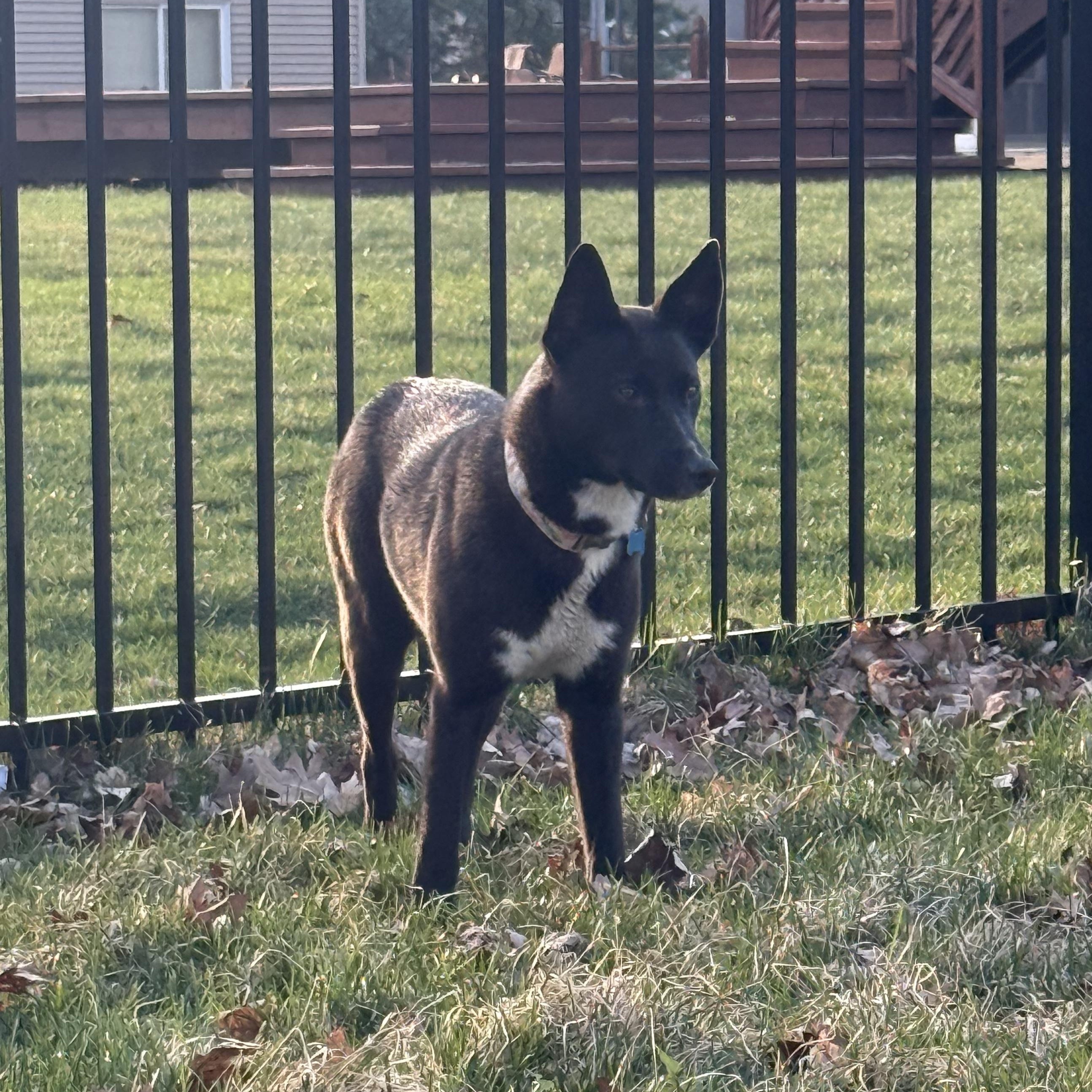 Enlarge Ellie, a ADOPTABLE mixed breed in Minneapolis, MN image 5/6