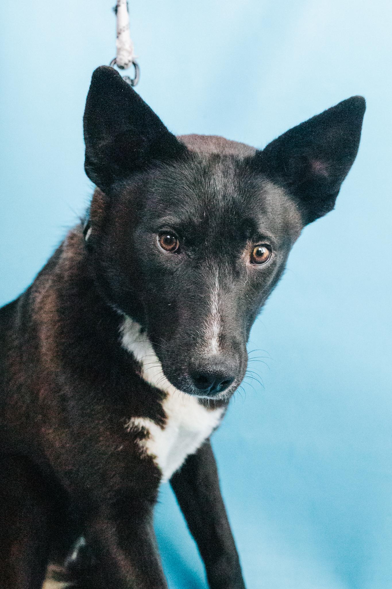 Enlarge Ellie, a ADOPTABLE mixed breed in Minneapolis, MN image 1/6