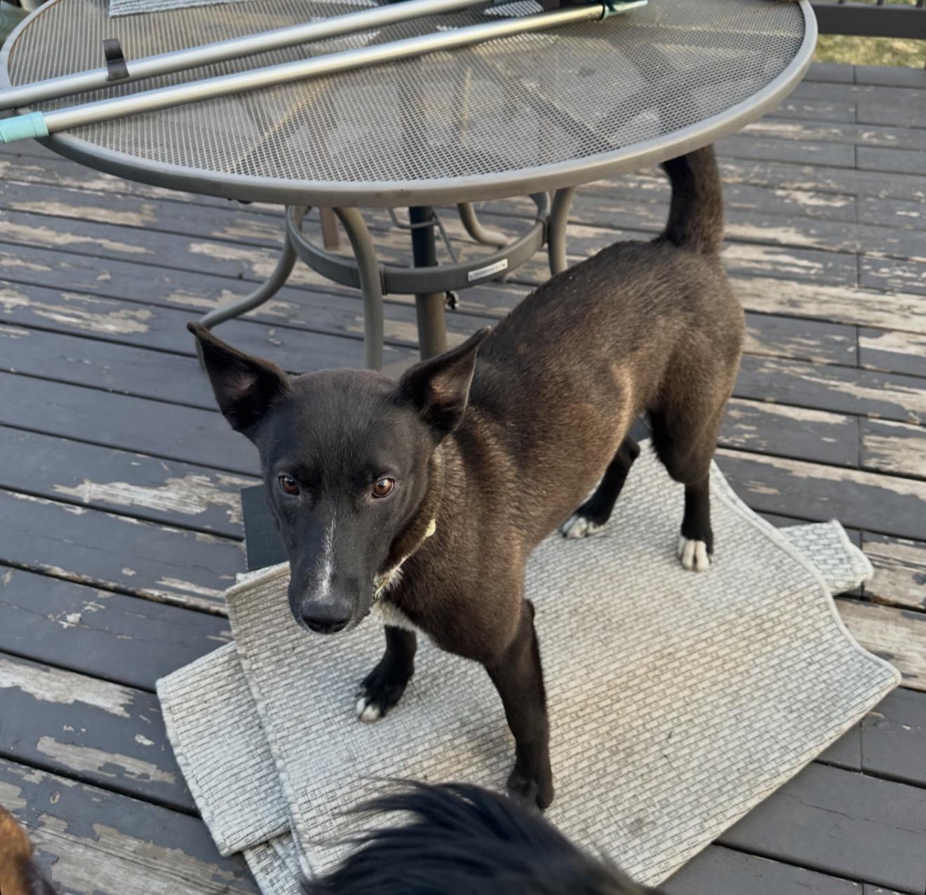 Enlarge Ellie, a ADOPTABLE mixed breed in Minneapolis, MN image 6/6