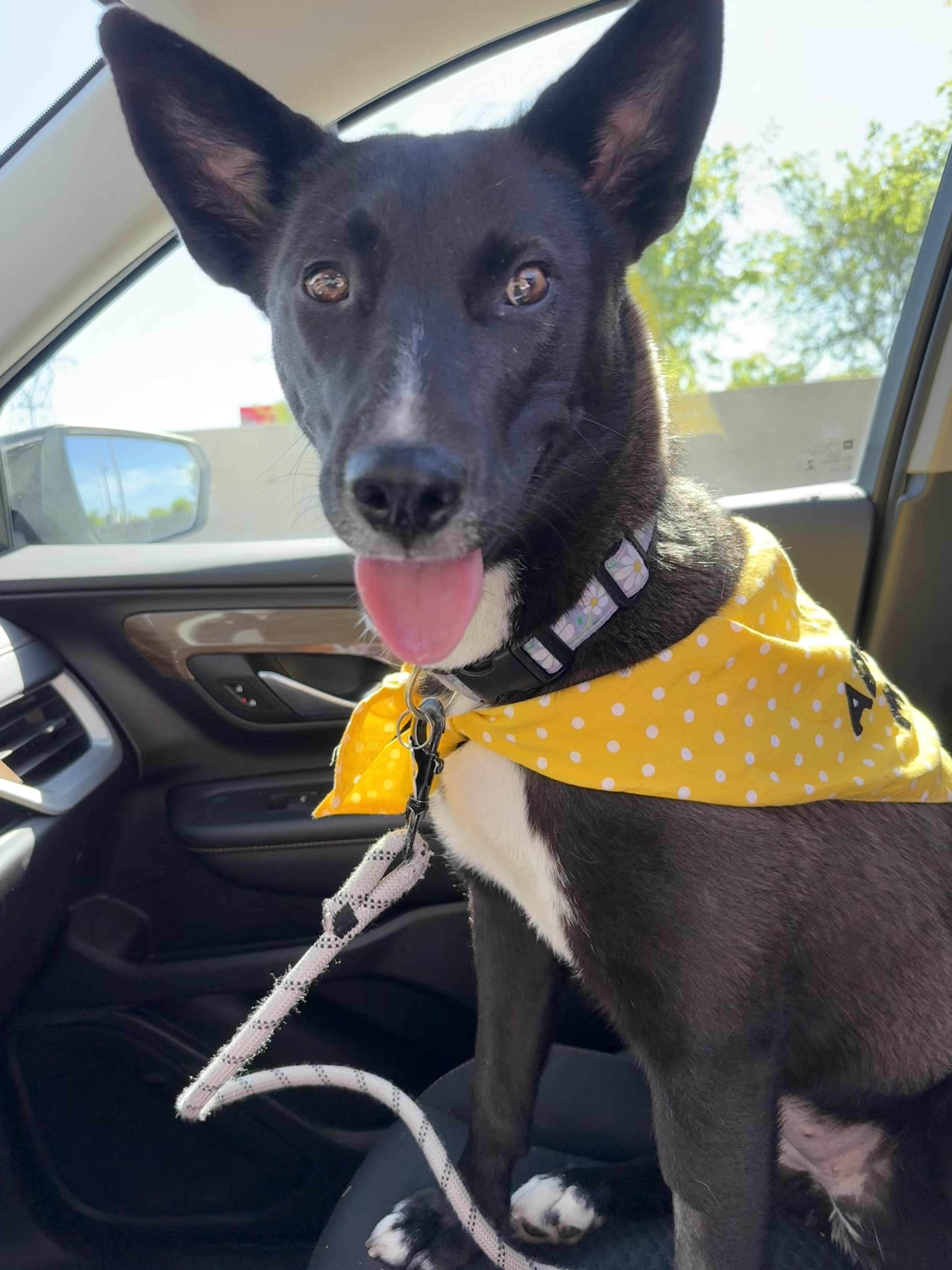 Ellie, ADOPTABLE, Young Female Shepherd & Mixed Breed.