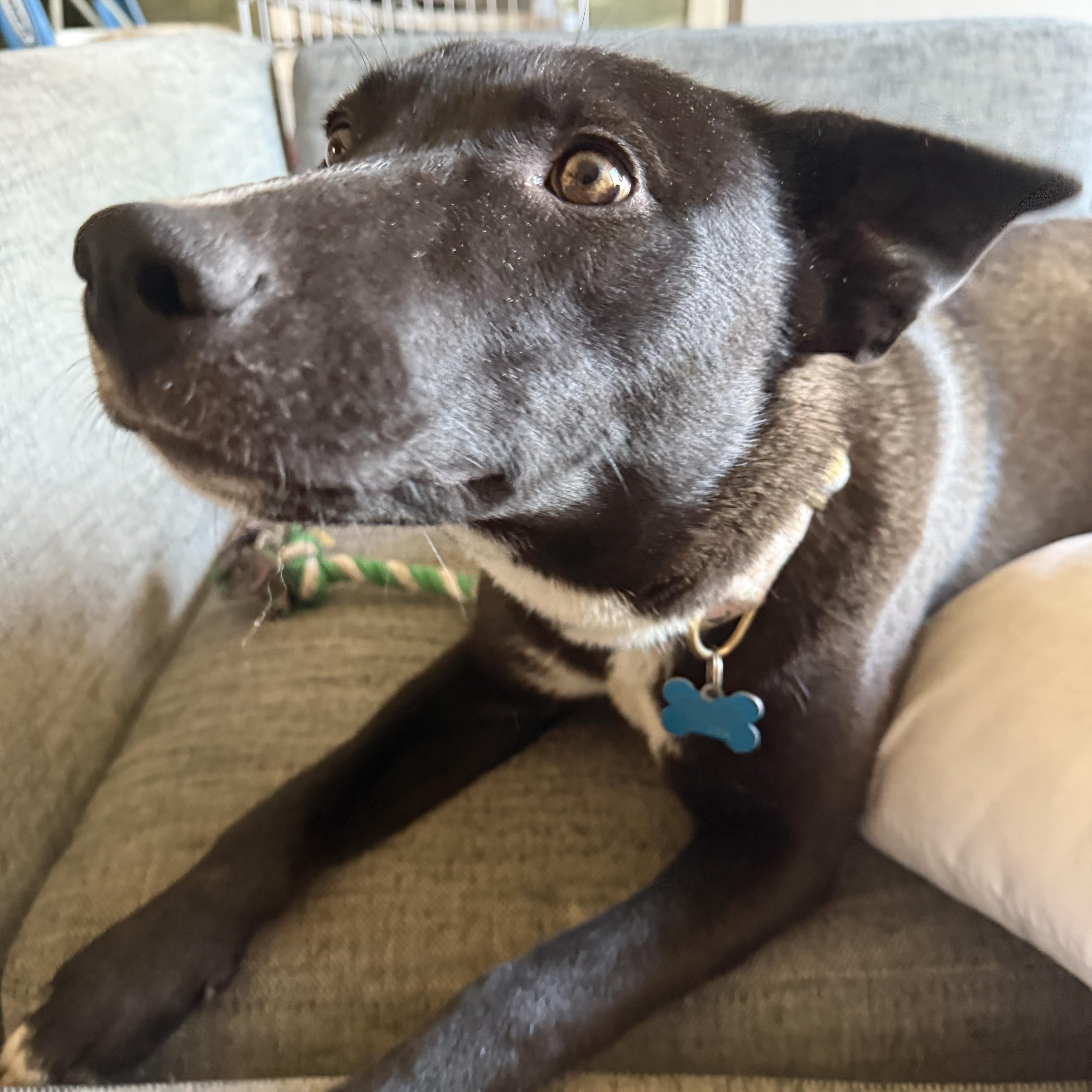 Enlarge Ellie, a ADOPTABLE mixed breed in Minneapolis, MN image 4/6