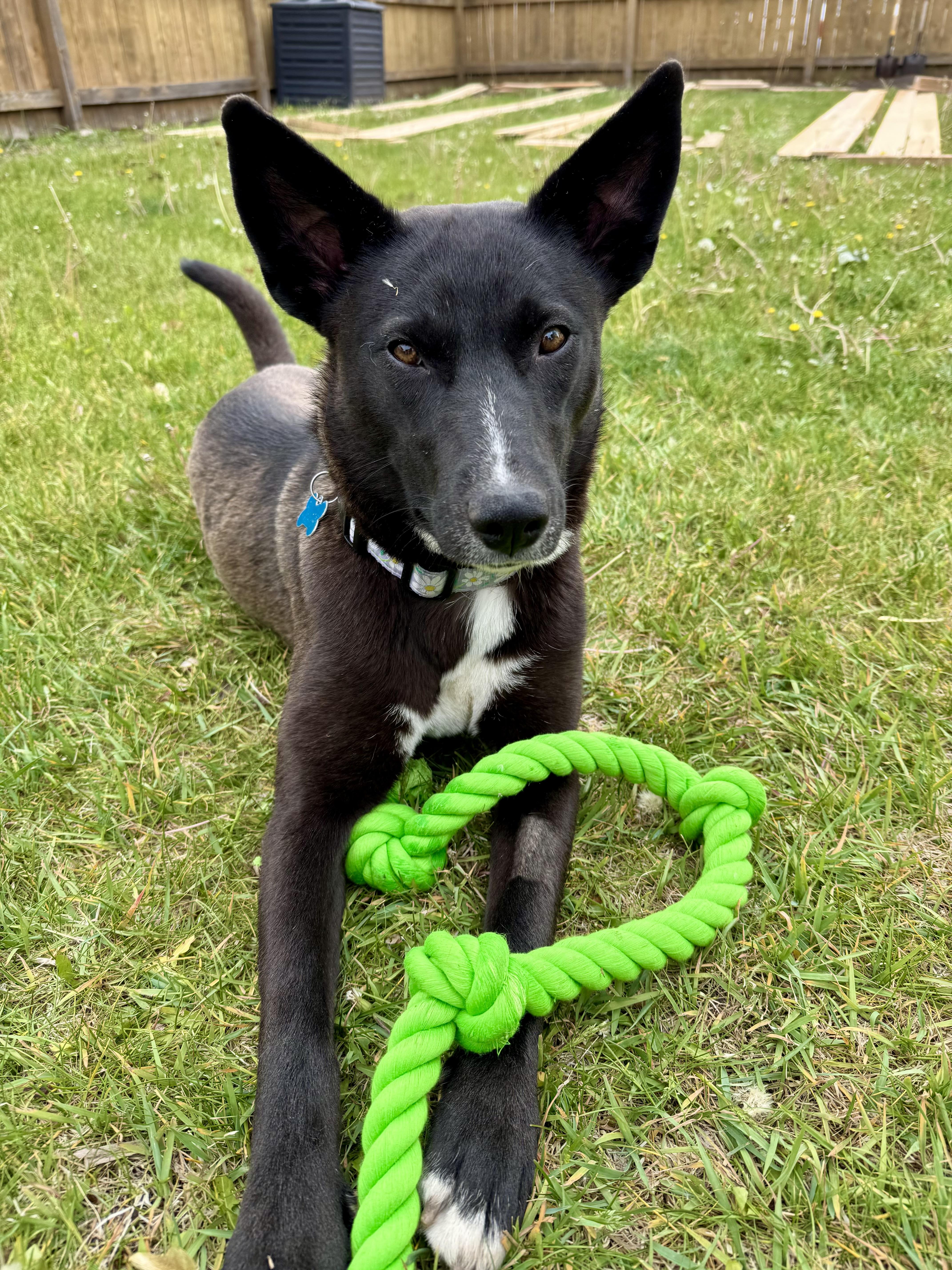 Ellie, a ADOPTABLE mixed breed in Minneapolis, MN image 5/6