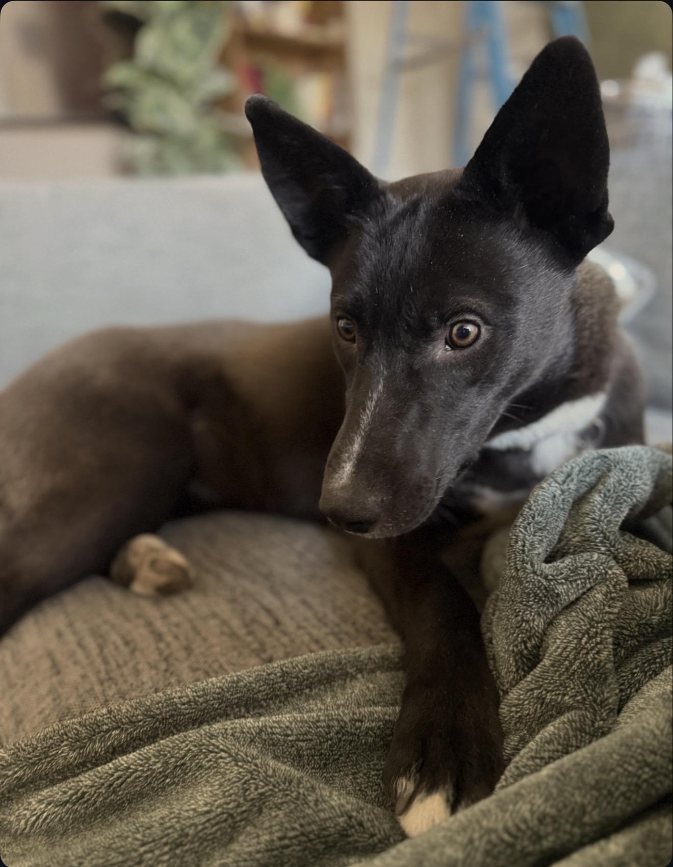 Enlarge Ellie, a ADOPTABLE mixed breed in Minneapolis, MN image 2/6