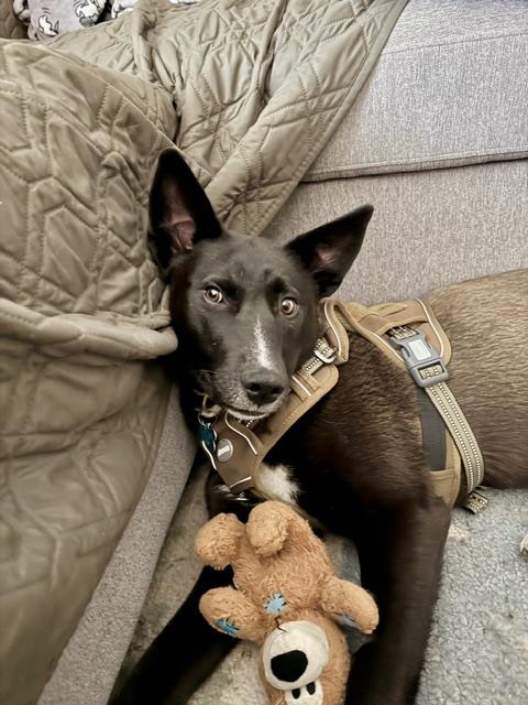 Ellie, a ADOPTABLE mixed breed in Minneapolis, MN image 4/6