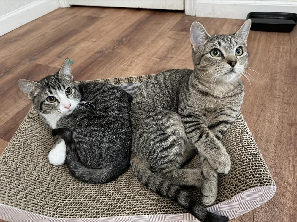 Blossom — thumbnail 2