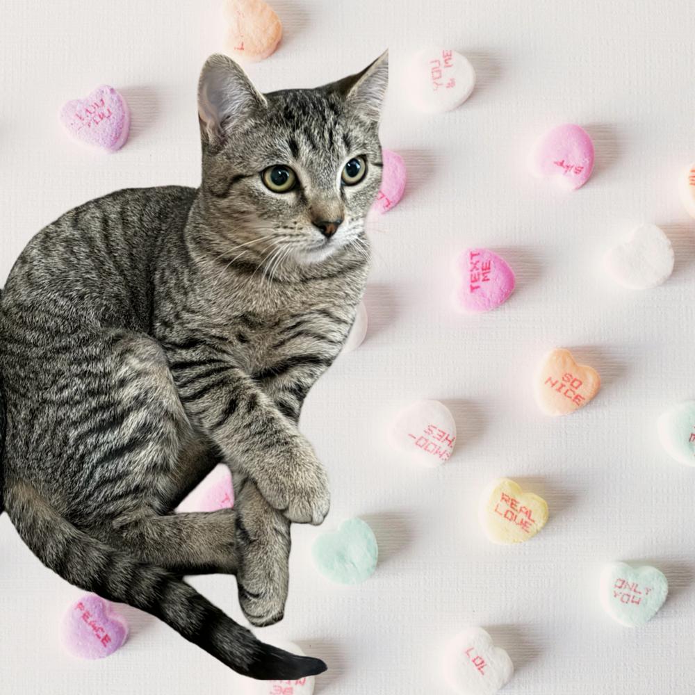 Blossom — thumbnail 3