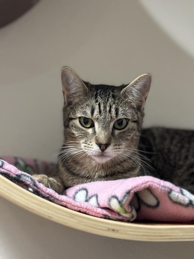 Blossom — thumbnail 4