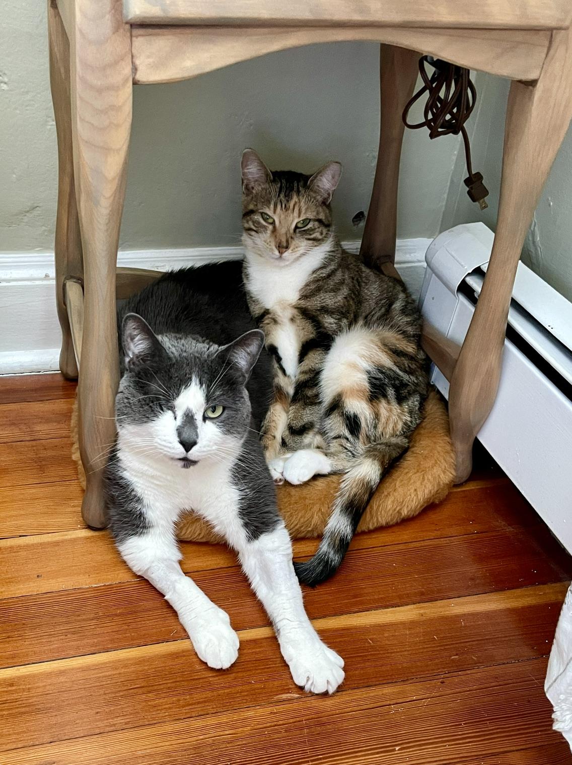 Fawkes, a ADOPTABLE Domestic Short Hair in Medford, MA image 4/6