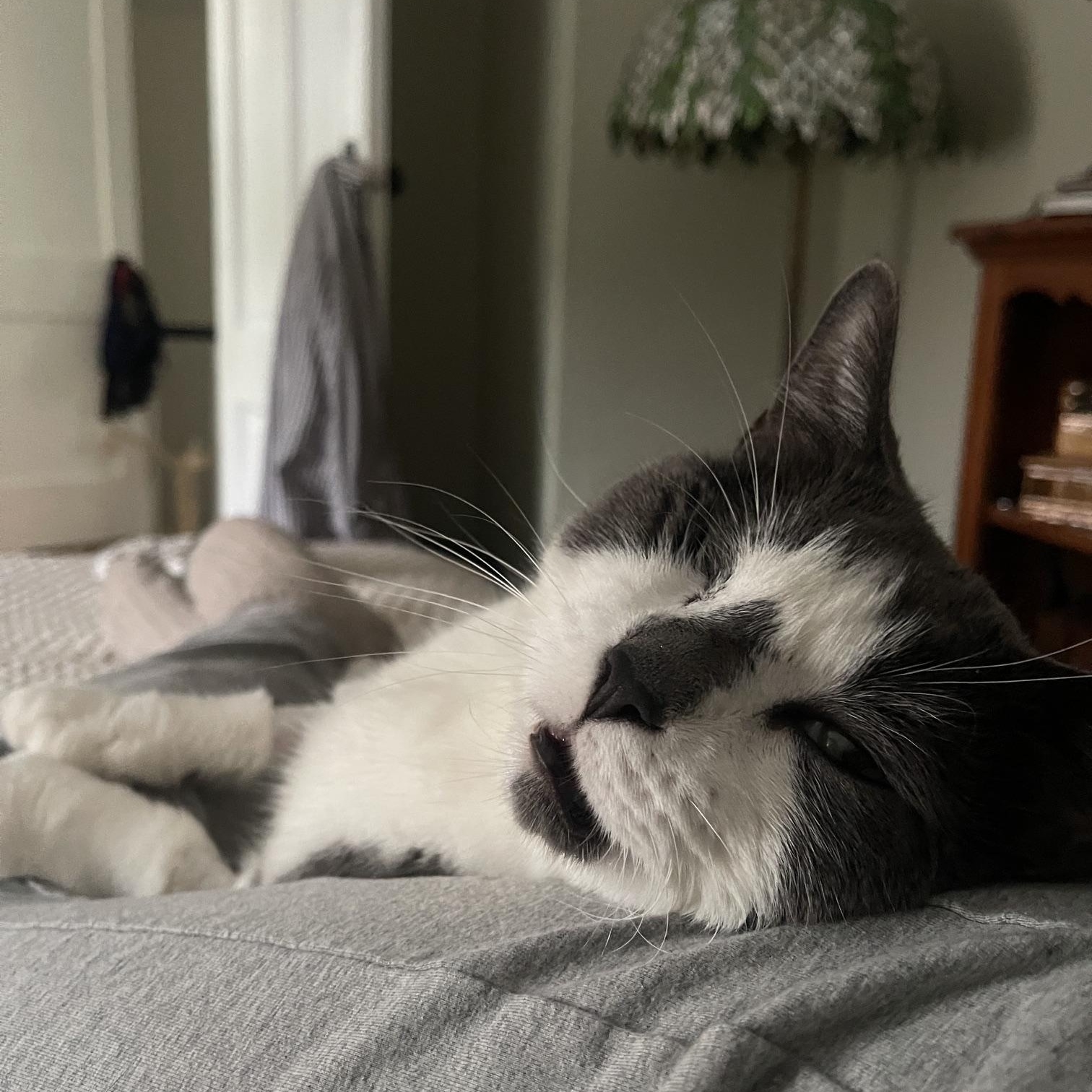 Fawkes, a ADOPTABLE Domestic Short Hair in Medford, MA image 3/6