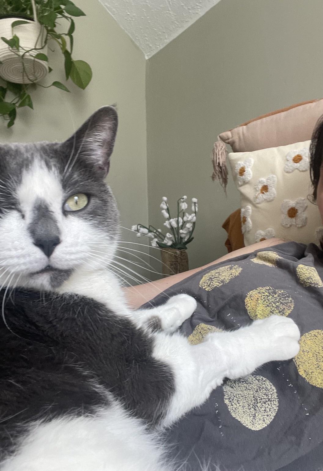 Fawkes, ADOPTABLE, Young Male Domestic Short Hair.