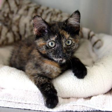 Morgan, Adoptable, Kitten Female Domestic Short Hair.