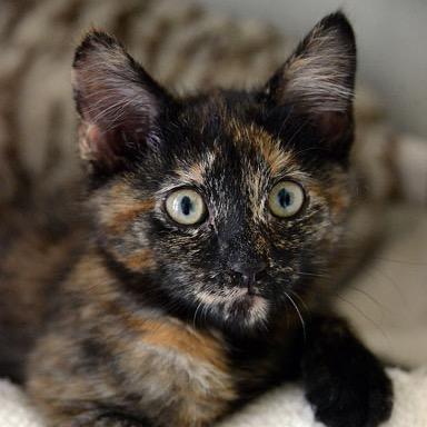 Enlarge Morgan, a Adoptable Domestic Short Hair in Fort Leavenworth, KS image 2/4