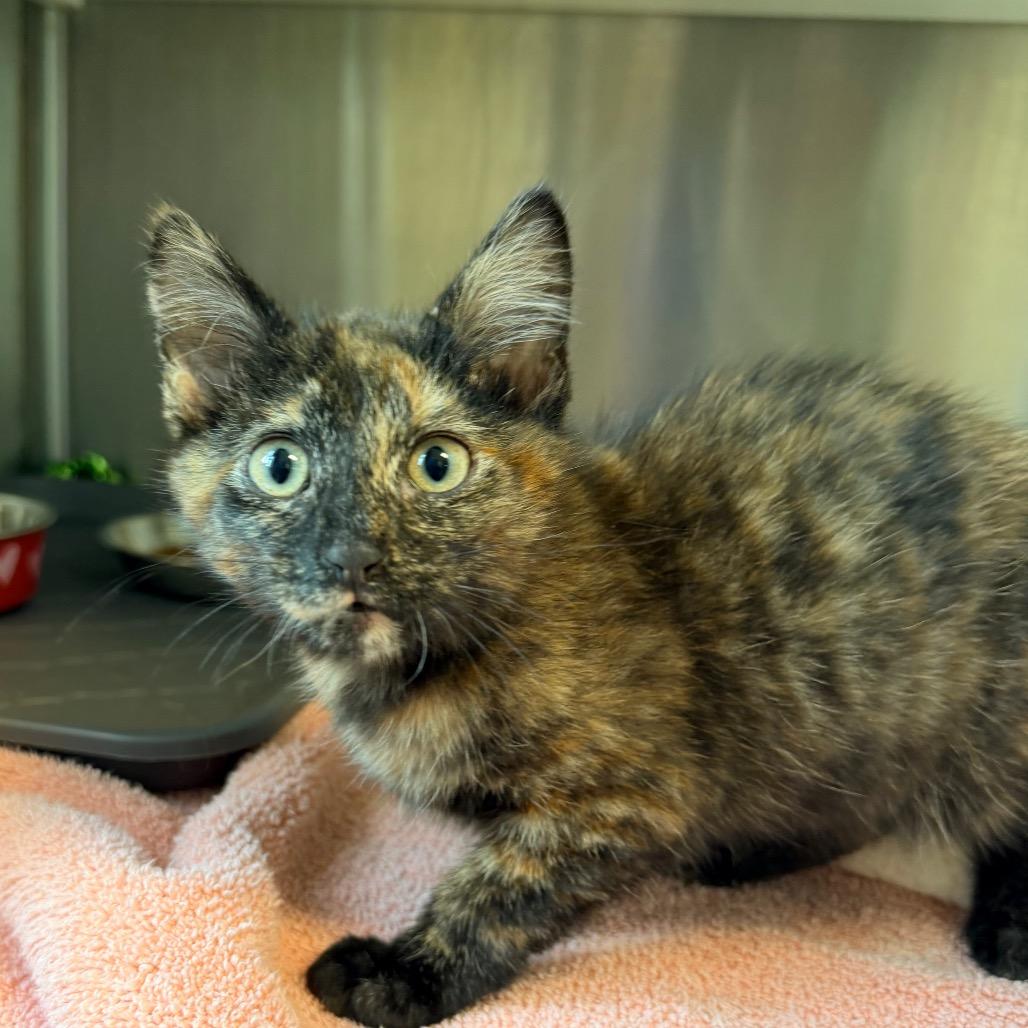 Enlarge Morgan, a Adoptable Domestic Short Hair in Fort Leavenworth, KS image 3/4