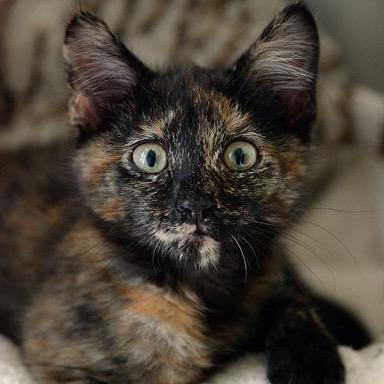 Enlarge Morgan, a Adoptable Domestic Short Hair in Fort Leavenworth, KS image 4/4