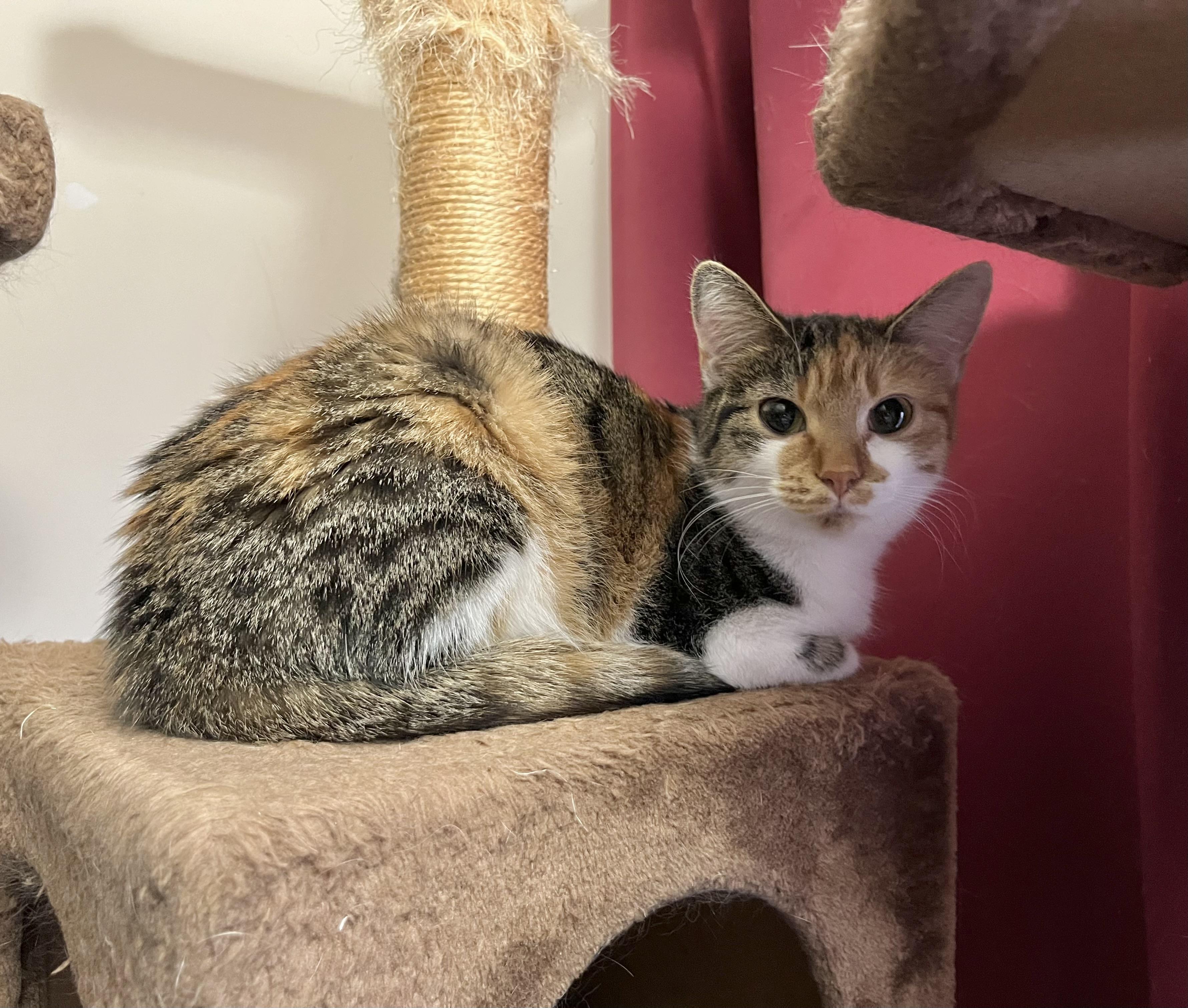 Enlarge Tabasco, a Adoptable mixed breed in Greensboro, NC image 1/2