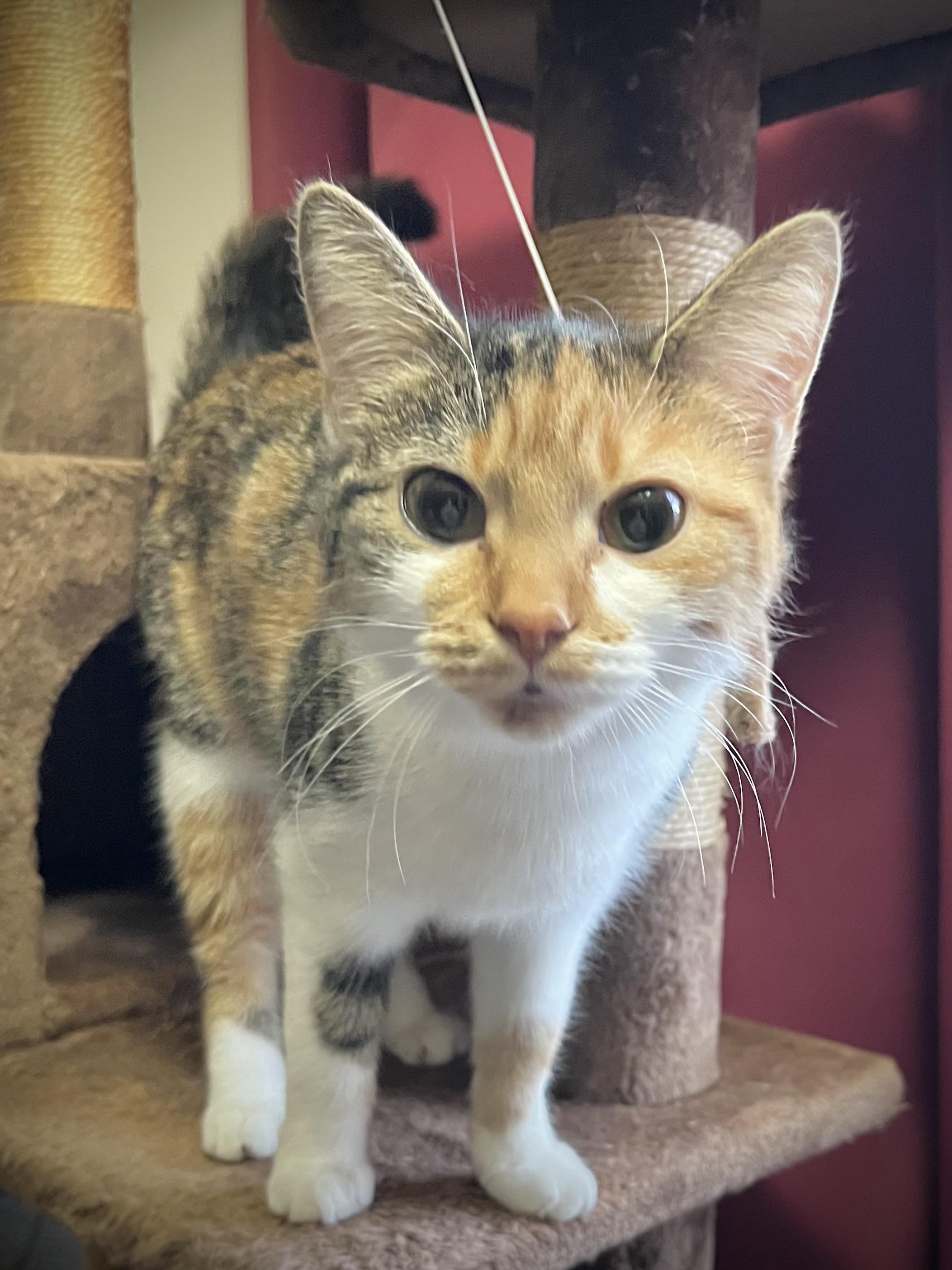 Enlarge Tabasco, a Adoptable mixed breed in Greensboro, NC image 2/2