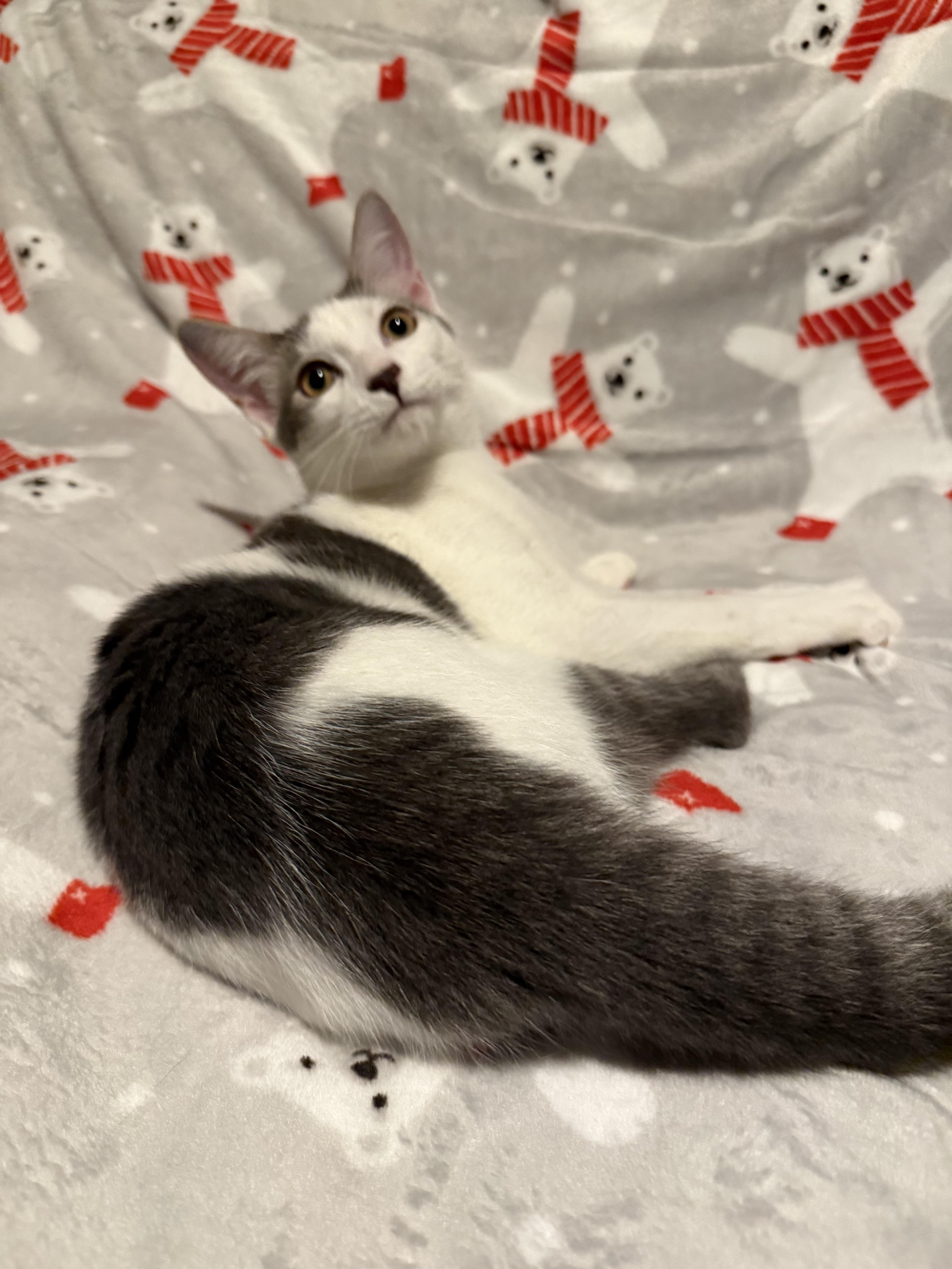 Enlarge Beluga *6 month old kitten*, a Adoptable Domestic Short Hair in Kissimmee, FL image 3/5