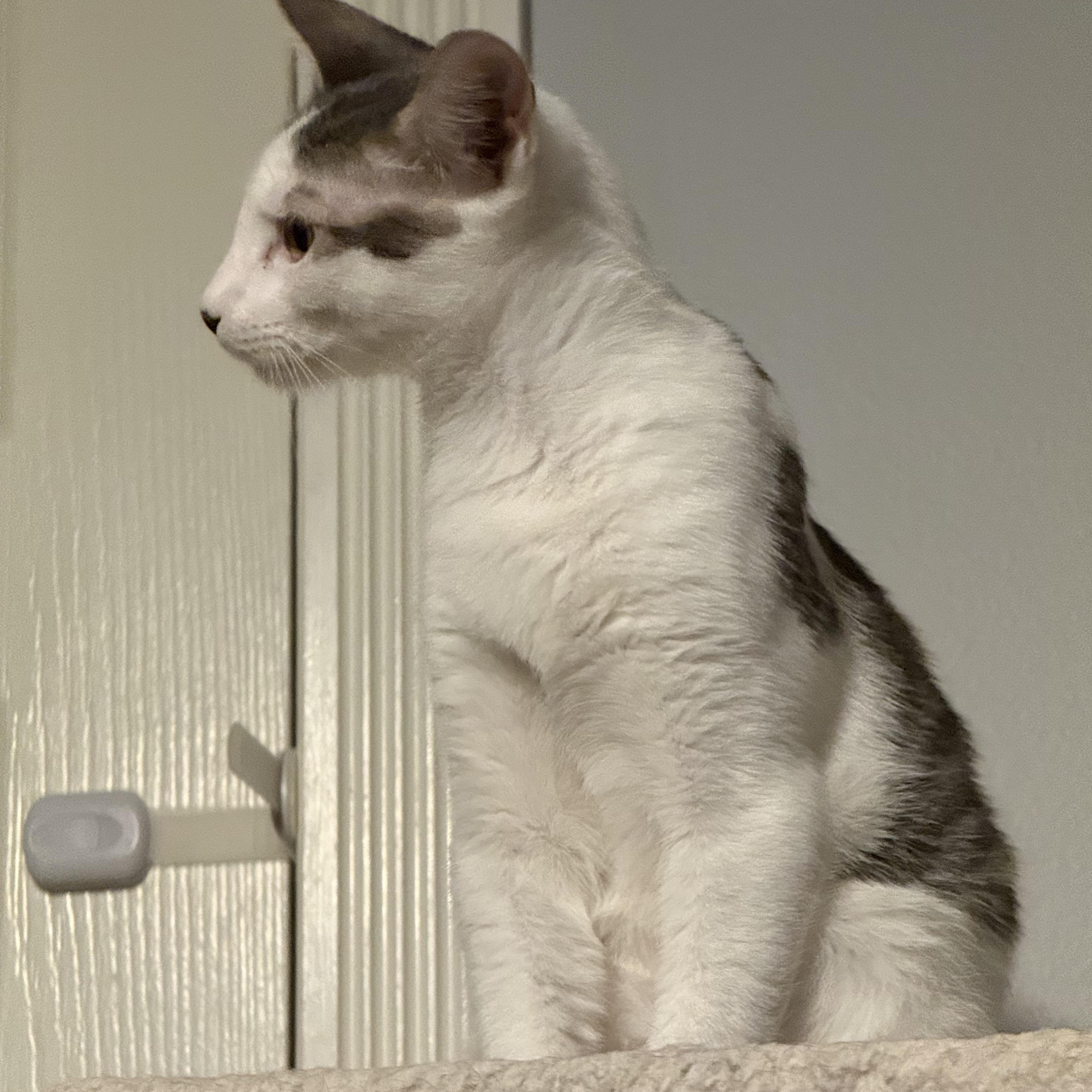 Enlarge Beluga *6 month old kitten*, a Adoptable Domestic Short Hair in Kissimmee, FL image 2/6