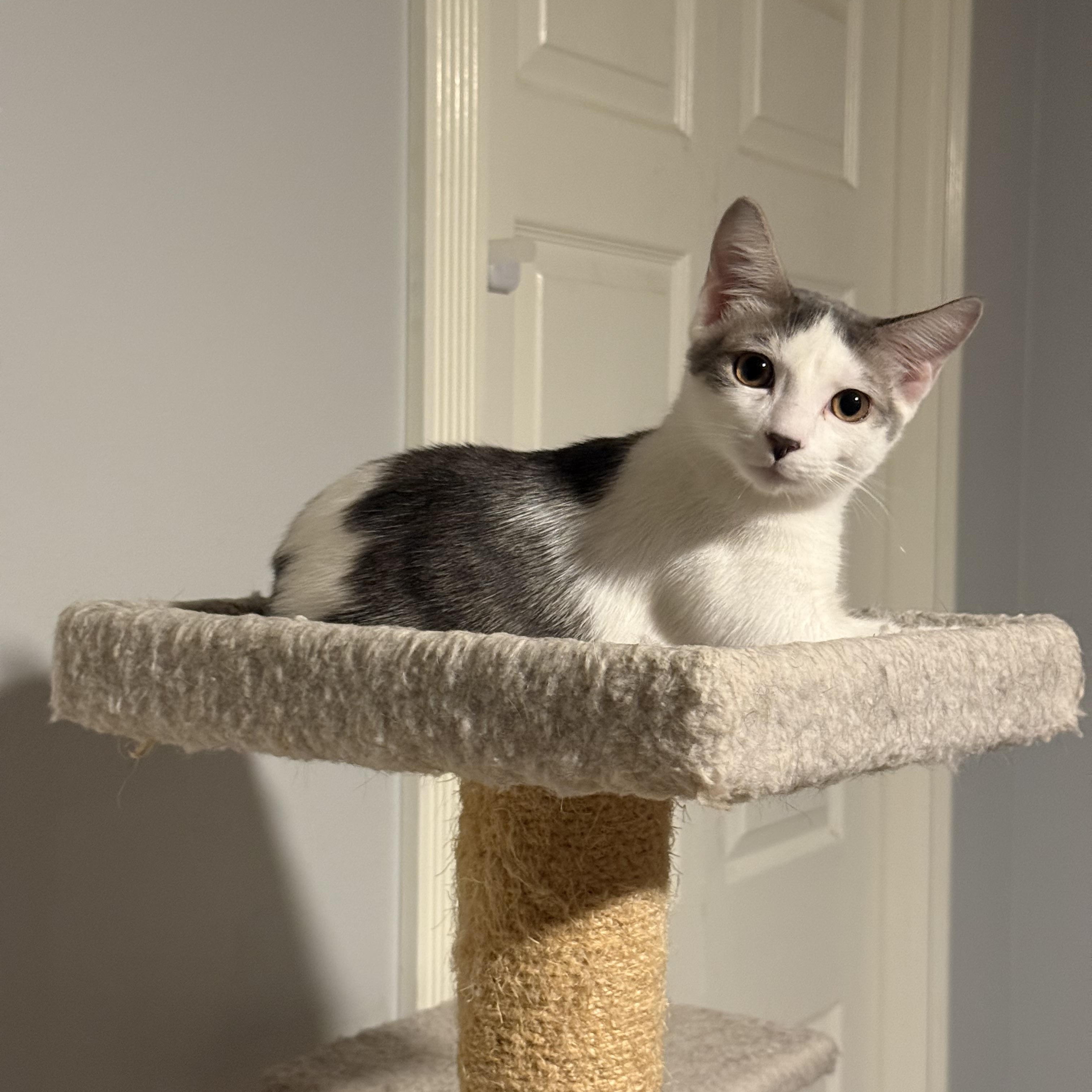 Enlarge Beluga *6 month old kitten*, a Adoptable Domestic Short Hair in Kissimmee, FL image 3/6