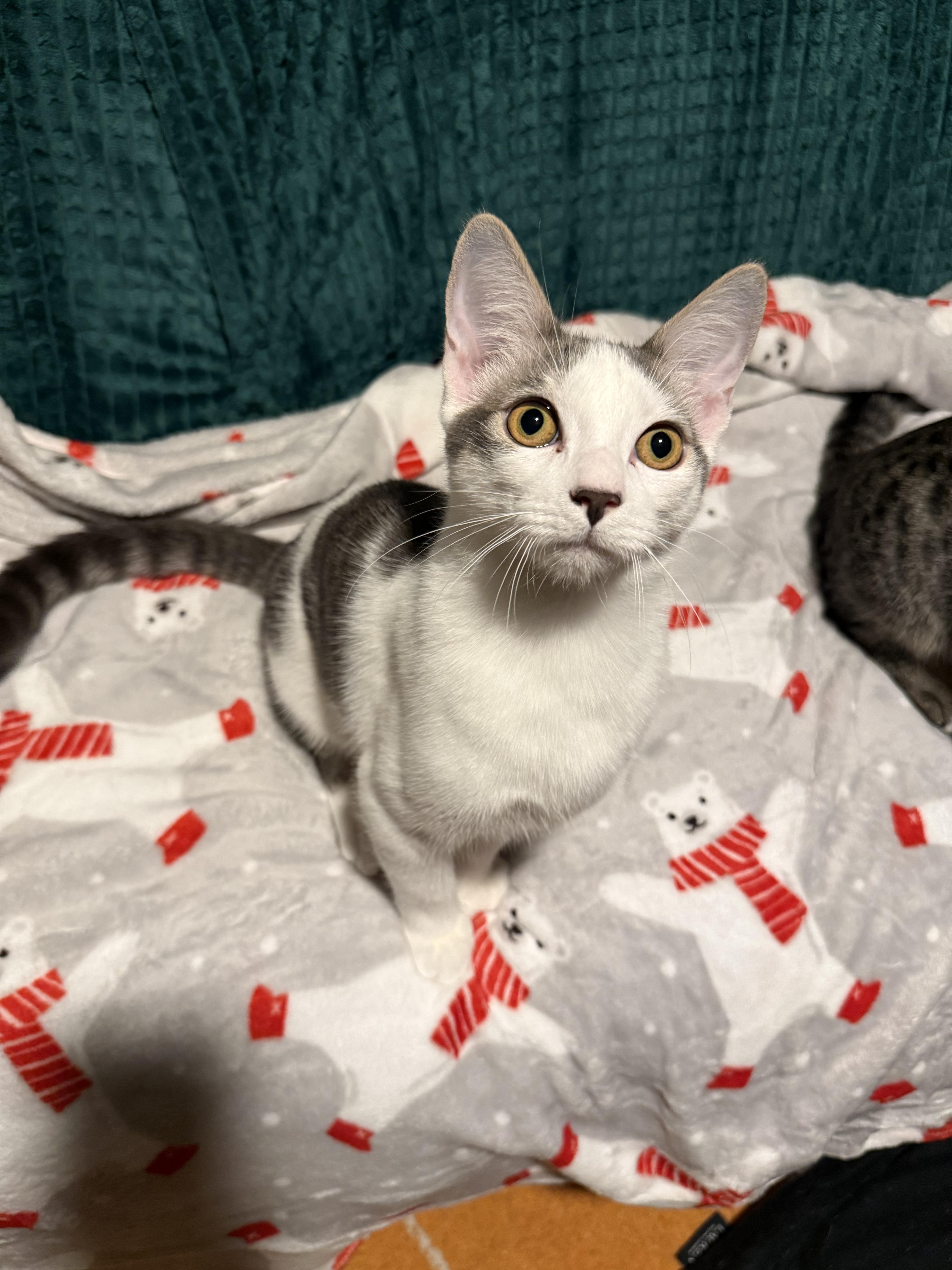 Enlarge Beluga *6 month old kitten*, a Adoptable Domestic Short Hair in Kissimmee, FL image 1/5