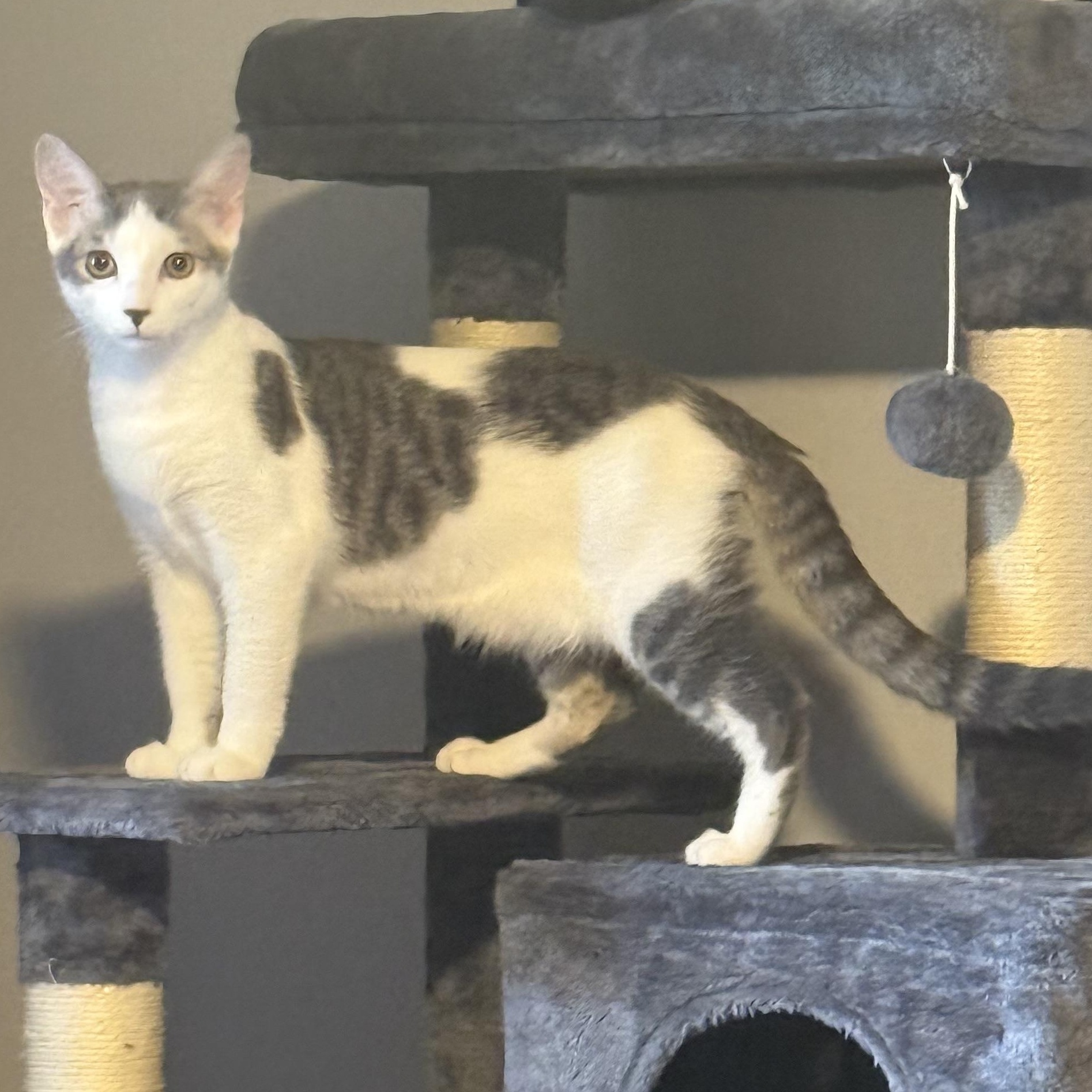 Enlarge Beluga *6 month old kitten*, a Adoptable Domestic Short Hair in Kissimmee, FL image 1/6