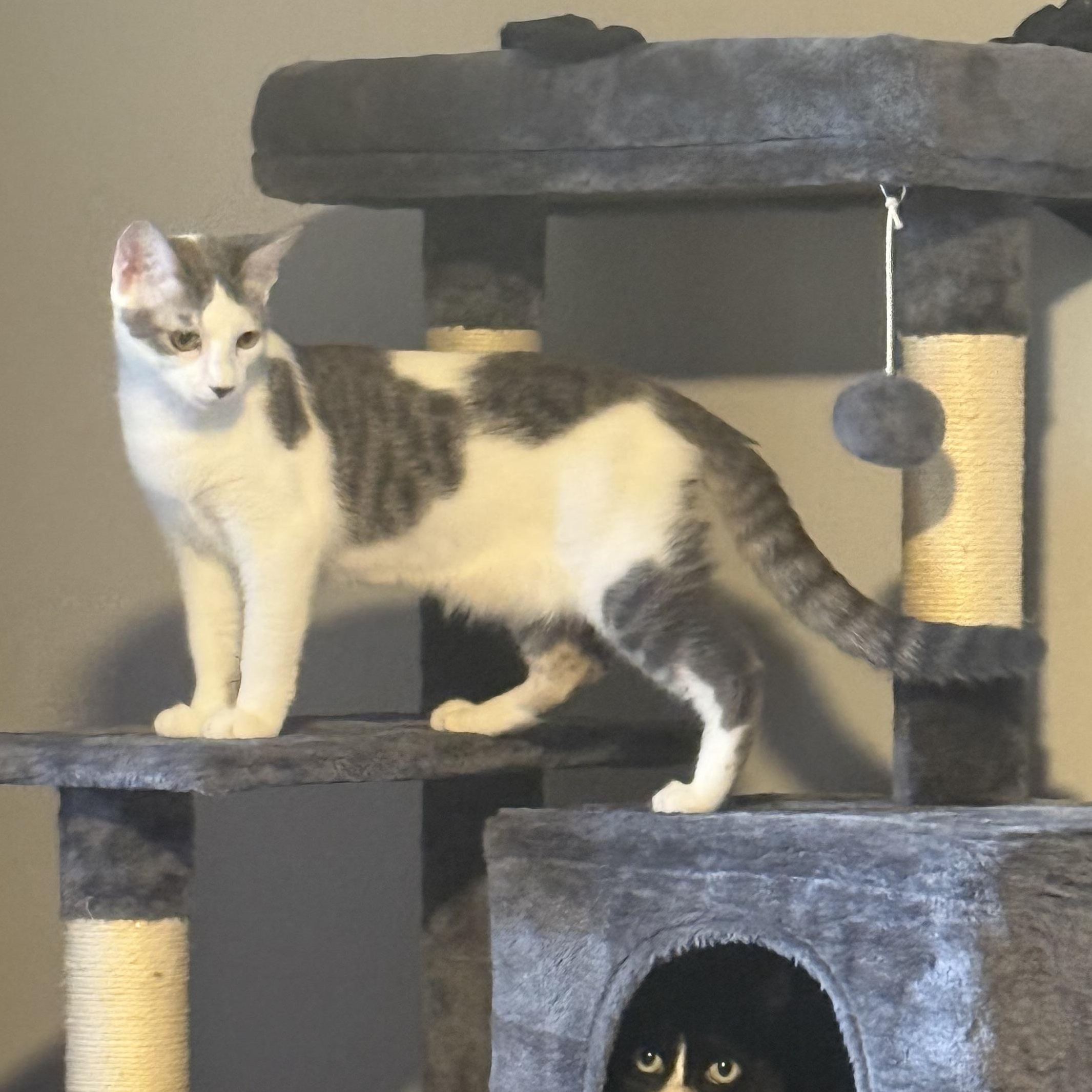 Enlarge Beluga *6 month old kitten*, a Adoptable Domestic Short Hair in Kissimmee, FL image 4/6