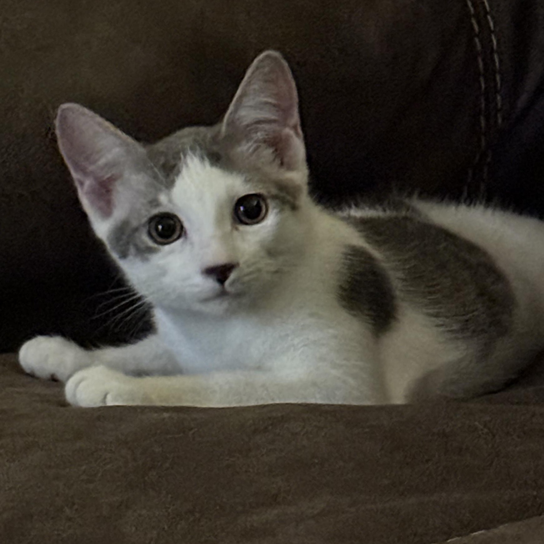 Enlarge Beluga *6 month old kitten*, a Adoptable Domestic Short Hair in Kissimmee, FL image 5/6