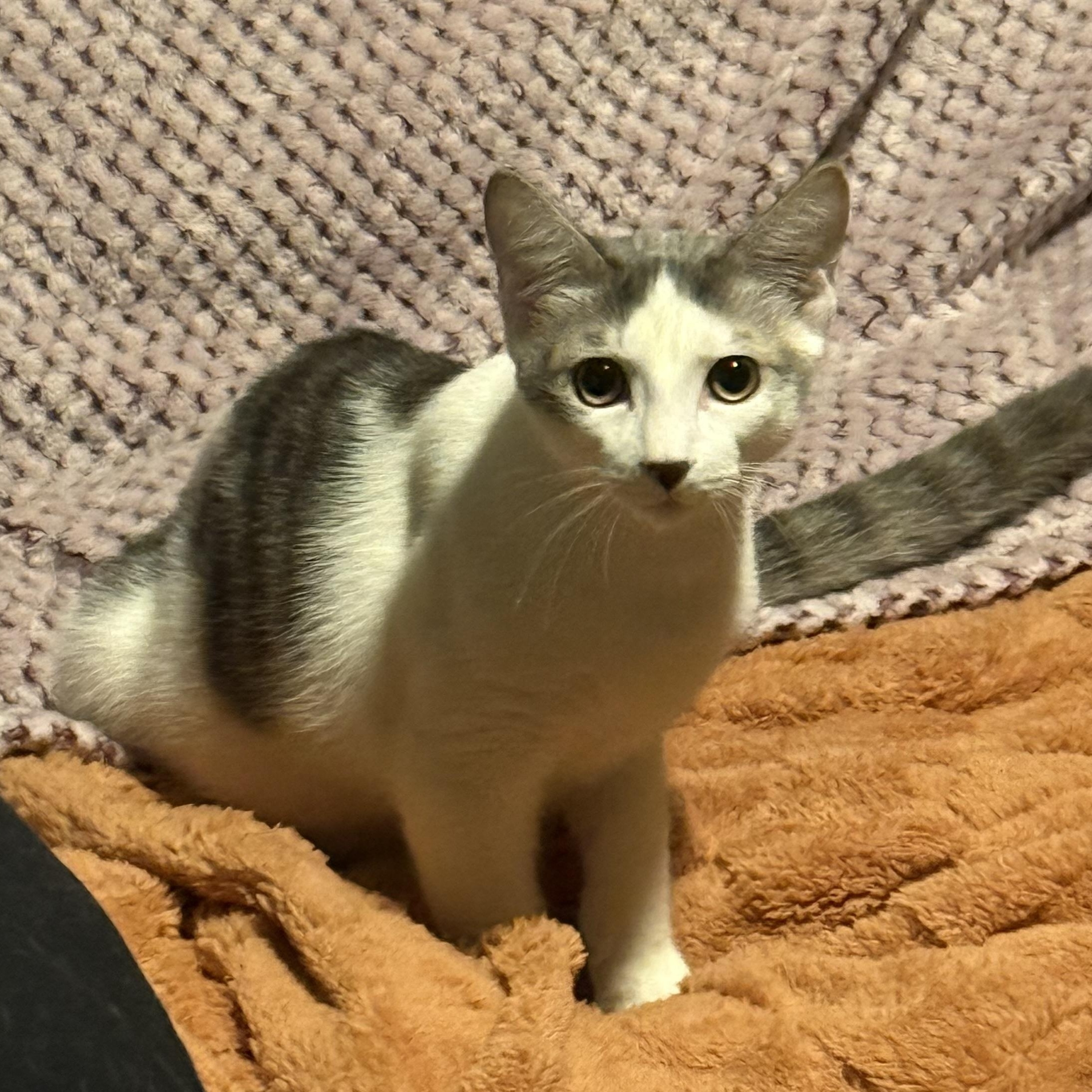 Enlarge Beluga *6 month old kitten*, a Adoptable Domestic Short Hair in Kissimmee, FL image 6/6