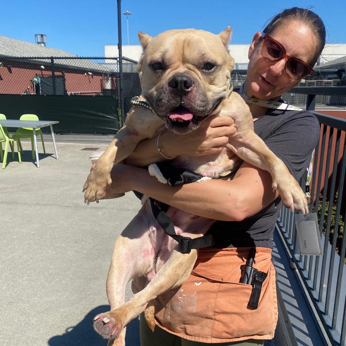 Enlarge Peggy, a Adoptable mixed breed in Hayward, CA image 1/6