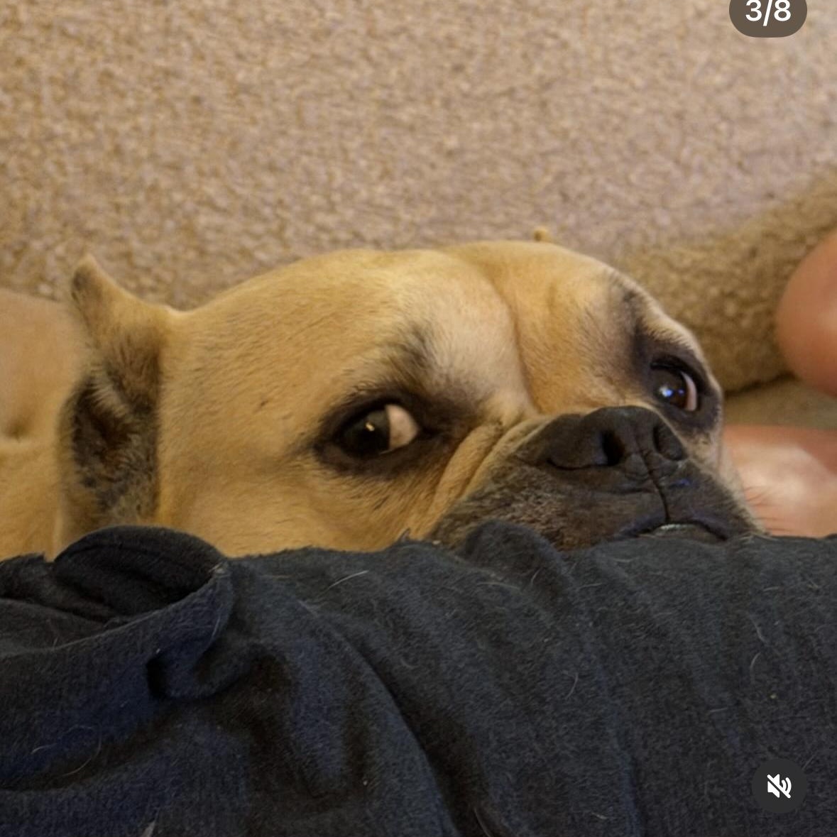 Peggy, a Adoptable mixed breed in Hayward, CA image 3/6