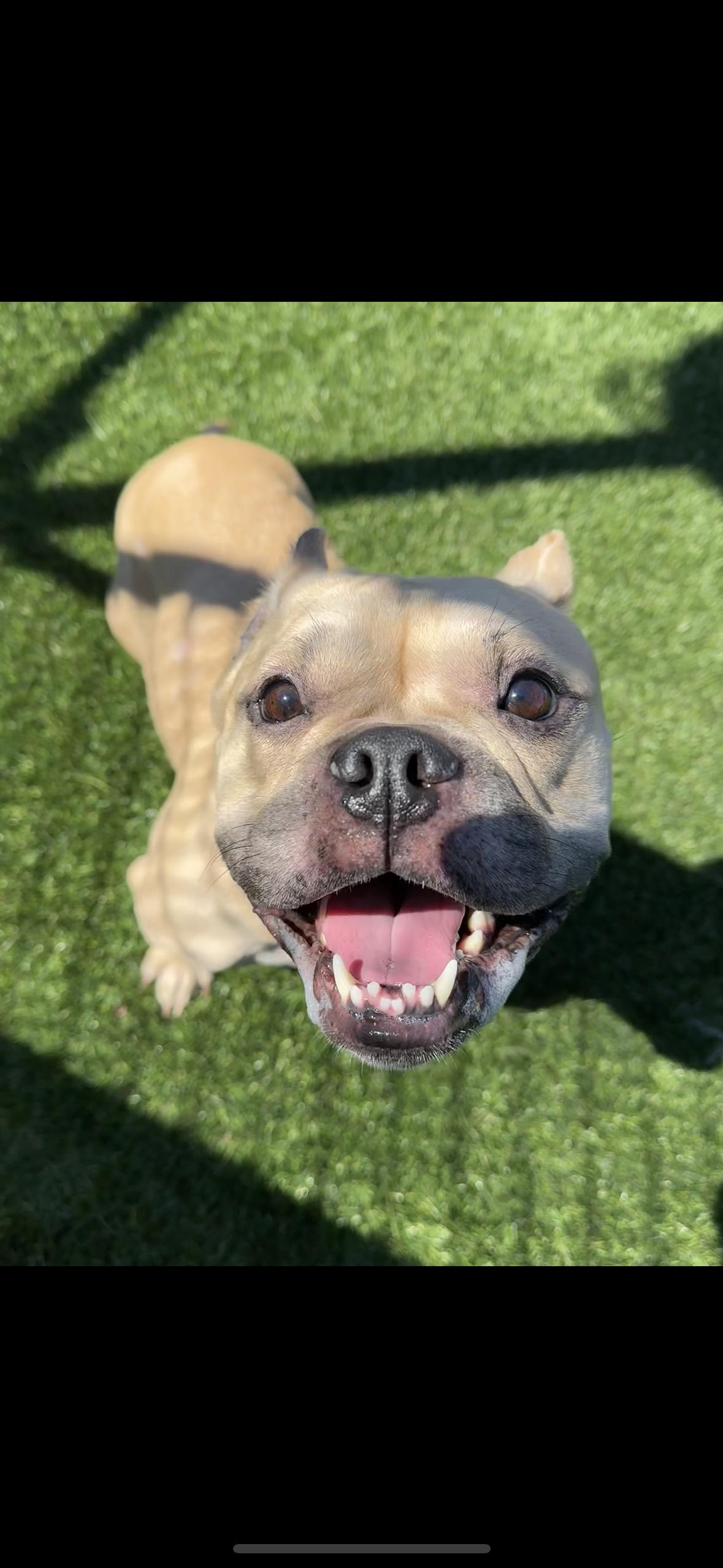 Enlarge Peggy, a Adoptable mixed breed in Hayward, CA image 2/6