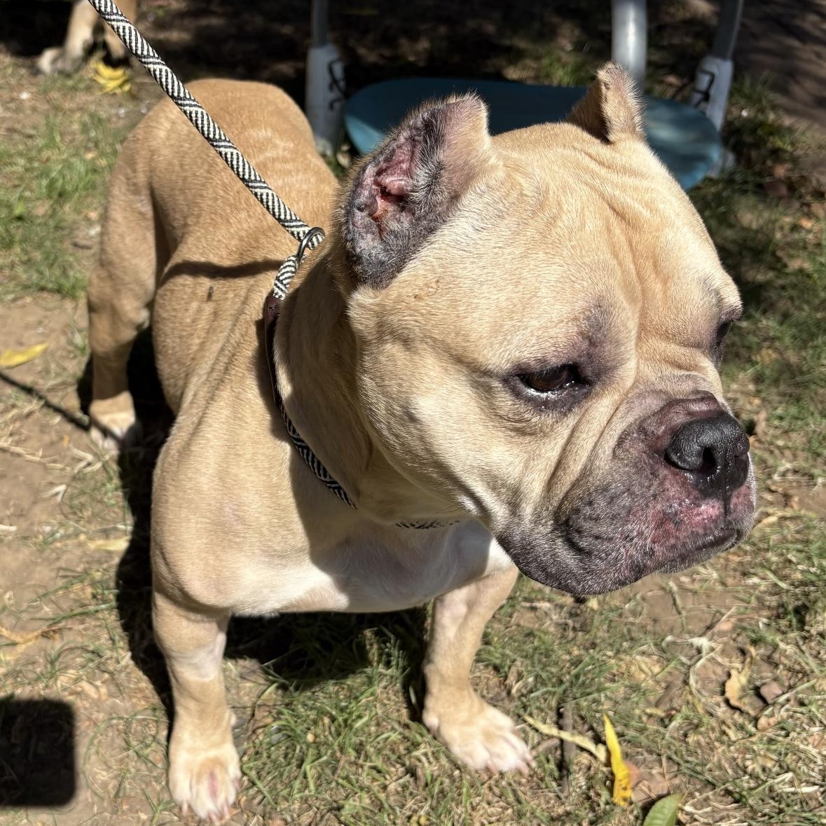 Enlarge Peggy, a Adoptable mixed breed in Hayward, CA image 3/6