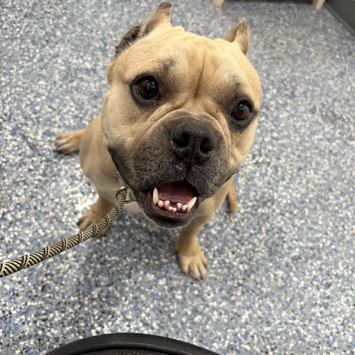 Enlarge Peggy, a Adoptable mixed breed in Hayward, CA image 4/6