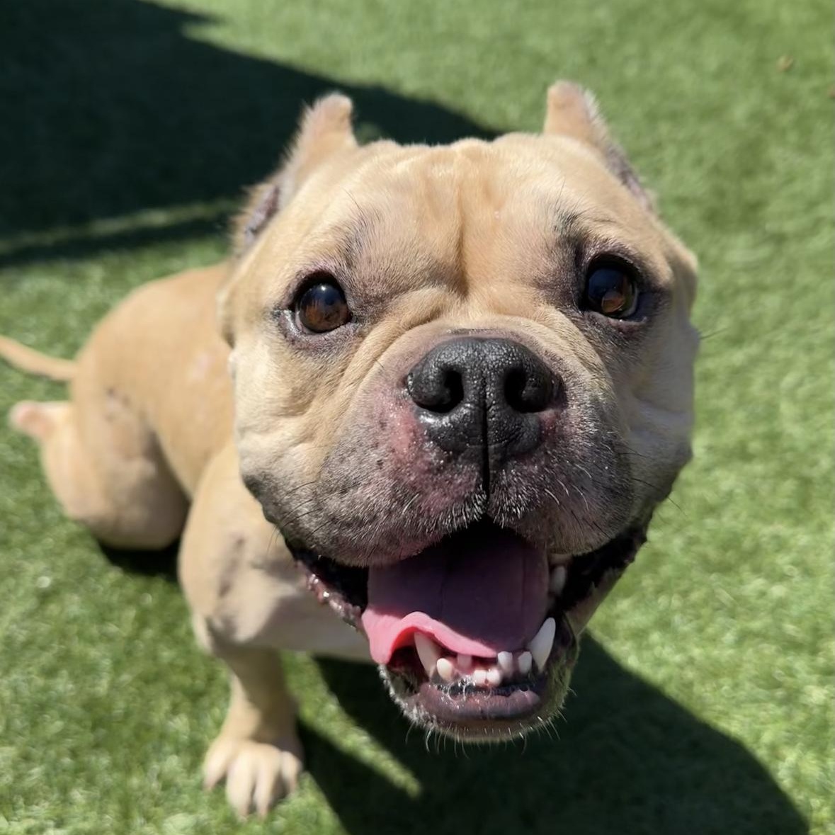 Enlarge Peggy, a Adoptable mixed breed in Hayward, CA image 5/6