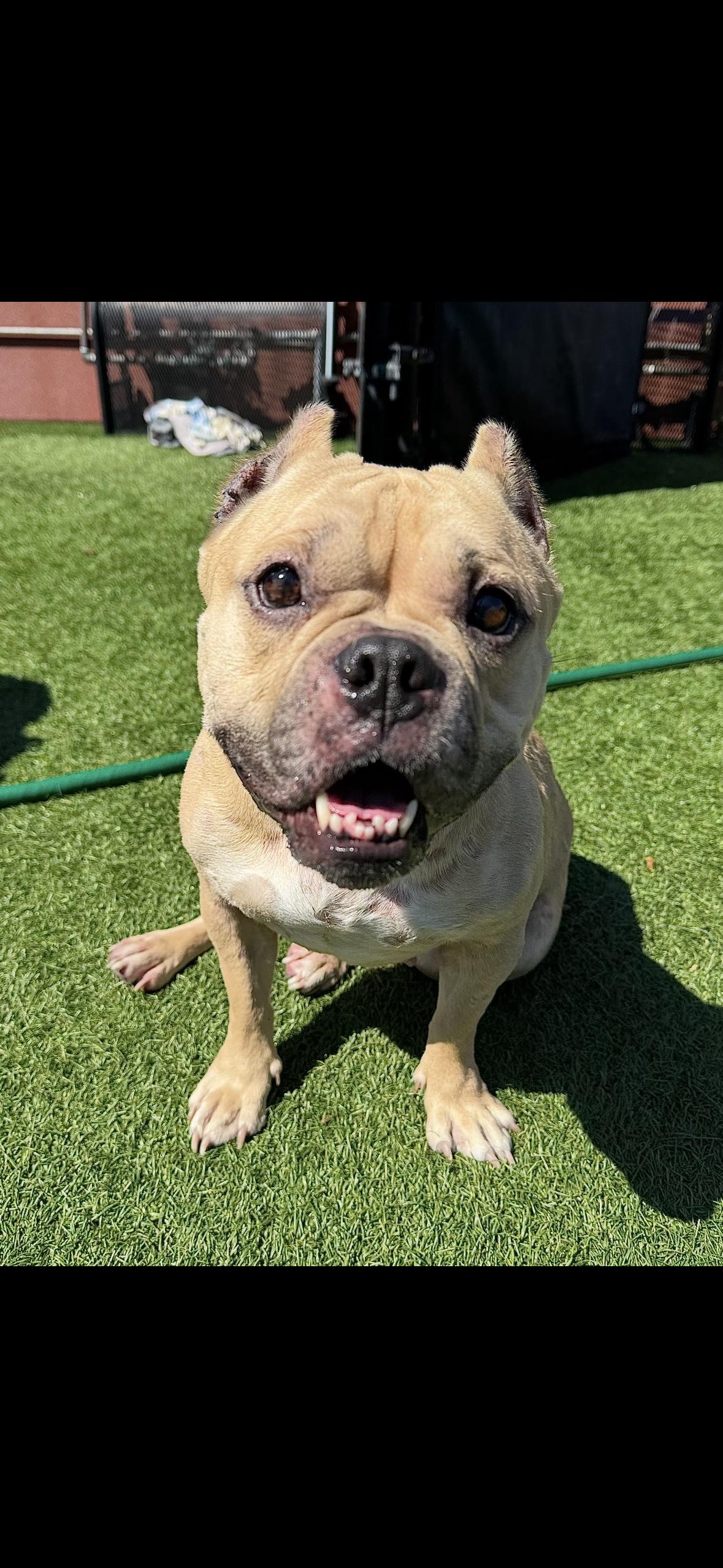 Enlarge Peggy, a Adoptable mixed breed in Hayward, CA image 6/6