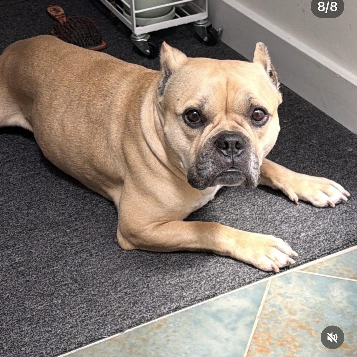 Peggy, a Adoptable mixed breed in Hayward, CA image 5/6