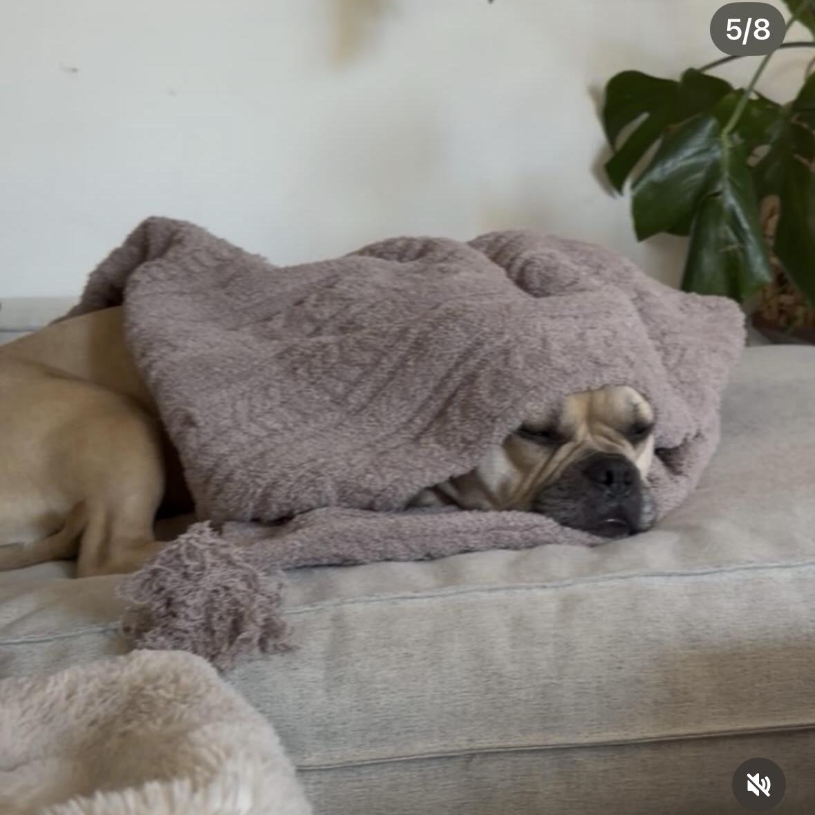 Peggy, a Adoptable mixed breed in Hayward, CA image 4/6