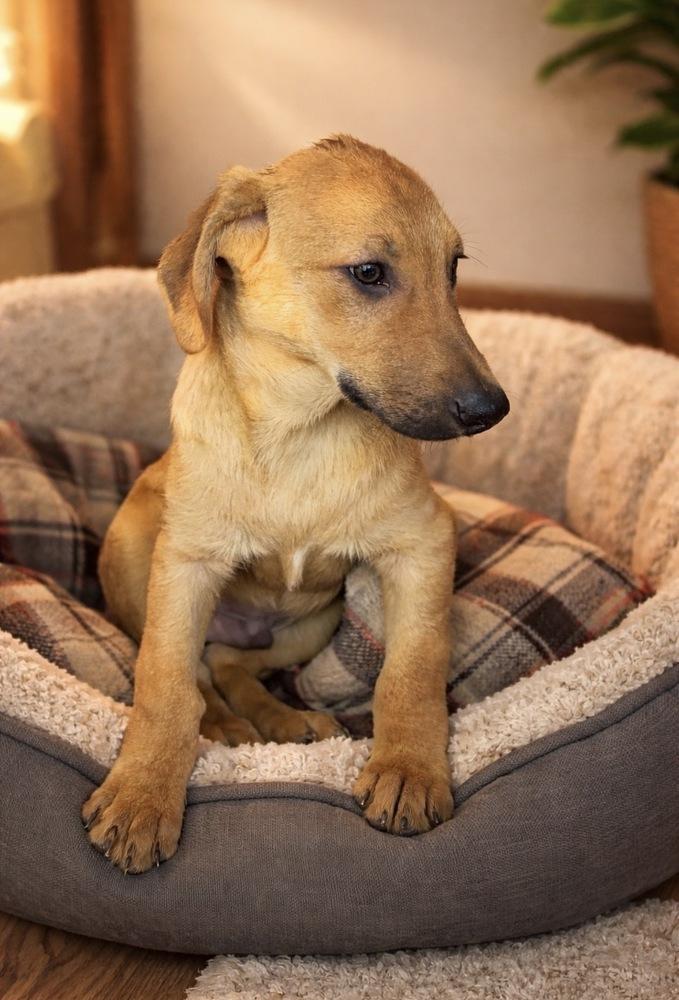Jojo, Adoptable, Puppy Male Labrador Retriever & Shepherd.