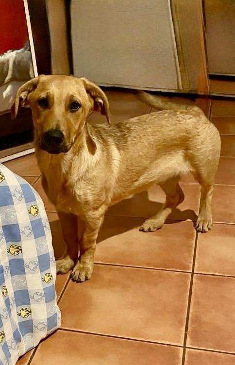 Jojo, Adoptable, Puppy Male Labrador Retriever & Shepherd.