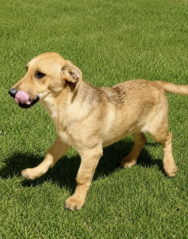 Jojo, a Adoptable mixed breed in Escondido, CA image 3/6