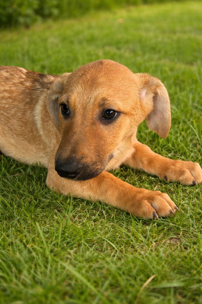 Jojo, a Adoptable mixed breed in Escondido, CA image 4/6