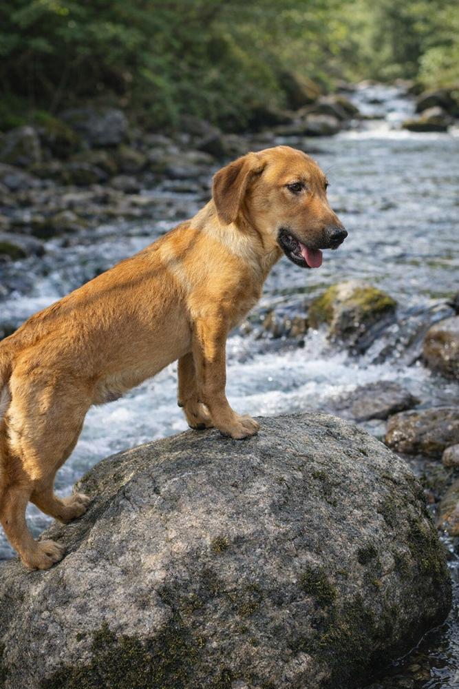 Jojo, a Adoptable mixed breed in Escondido, CA image 6/6