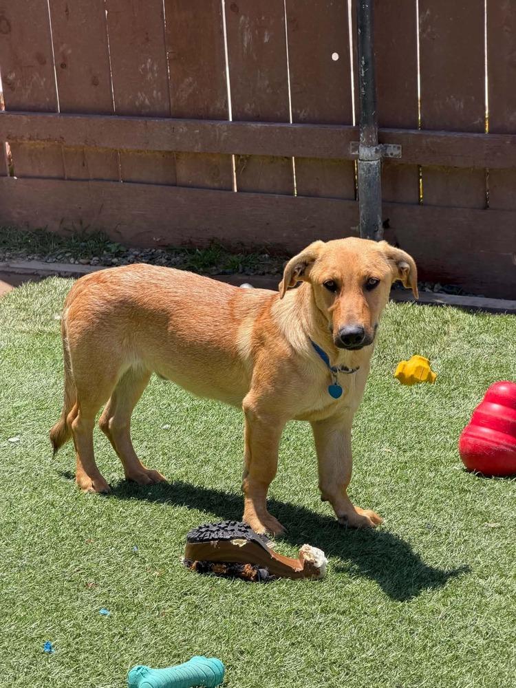 Enlarge Jojo, a Adoptable mixed breed in Escondido, CA image 4/5